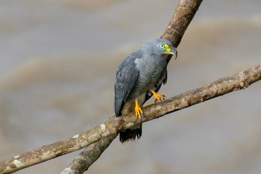 Chondrohierax uncinatus (M)