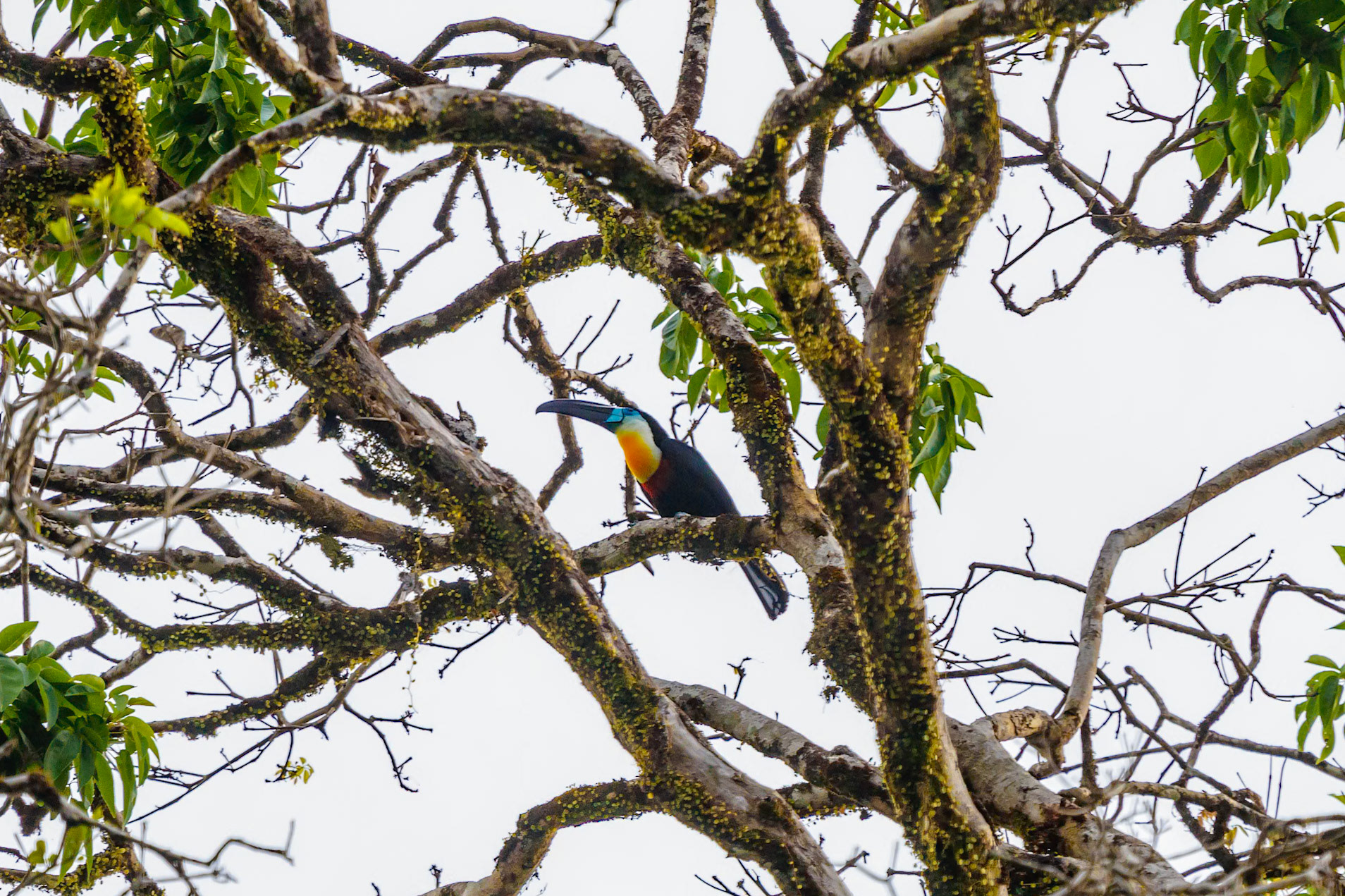 Ramphastos vitellinus vitellinus