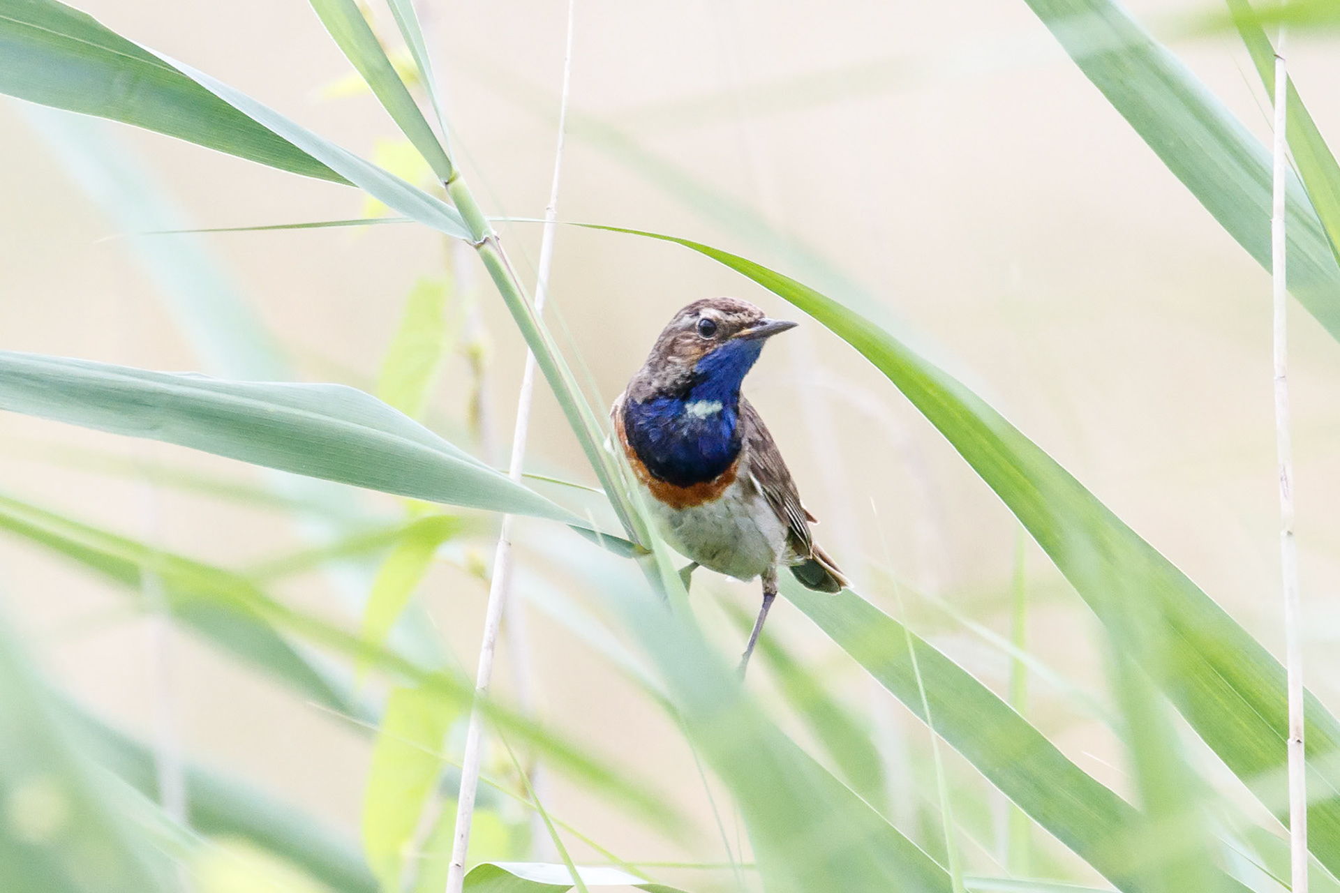 Luscinia svecica cyanecula