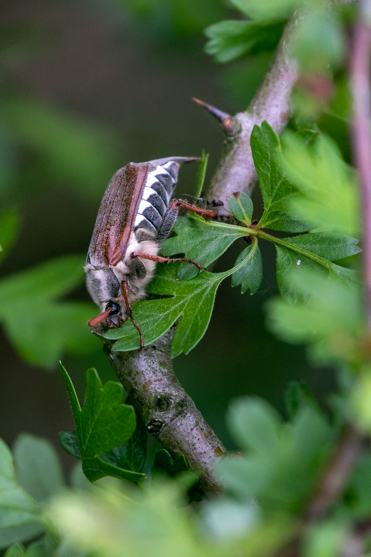 Melolontha melolontha