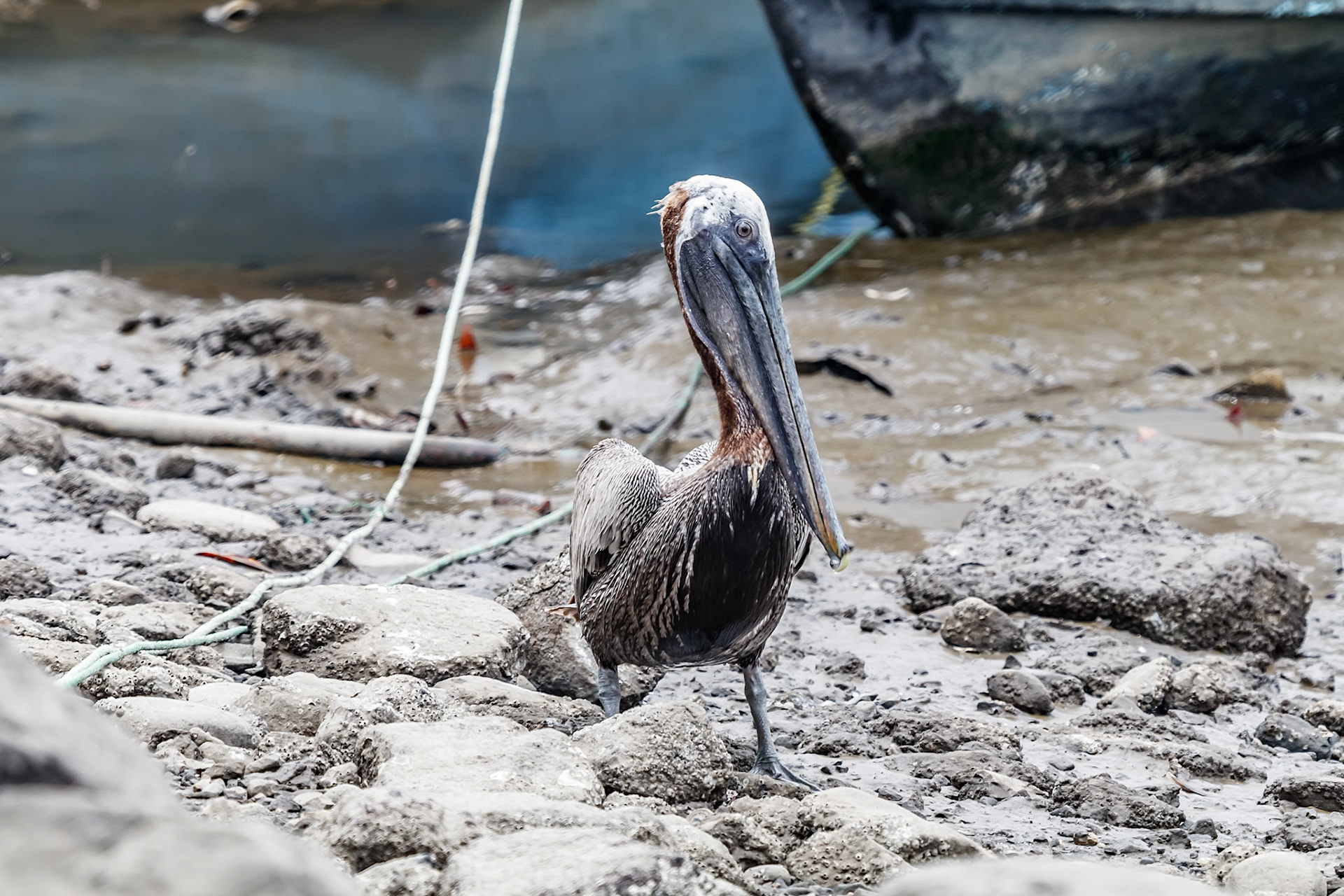 Pelecanus occidentalis