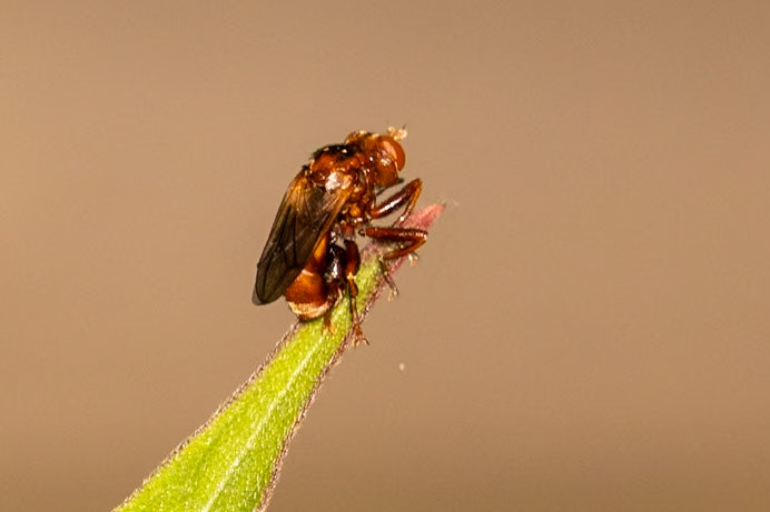 Sicus ferrugineus