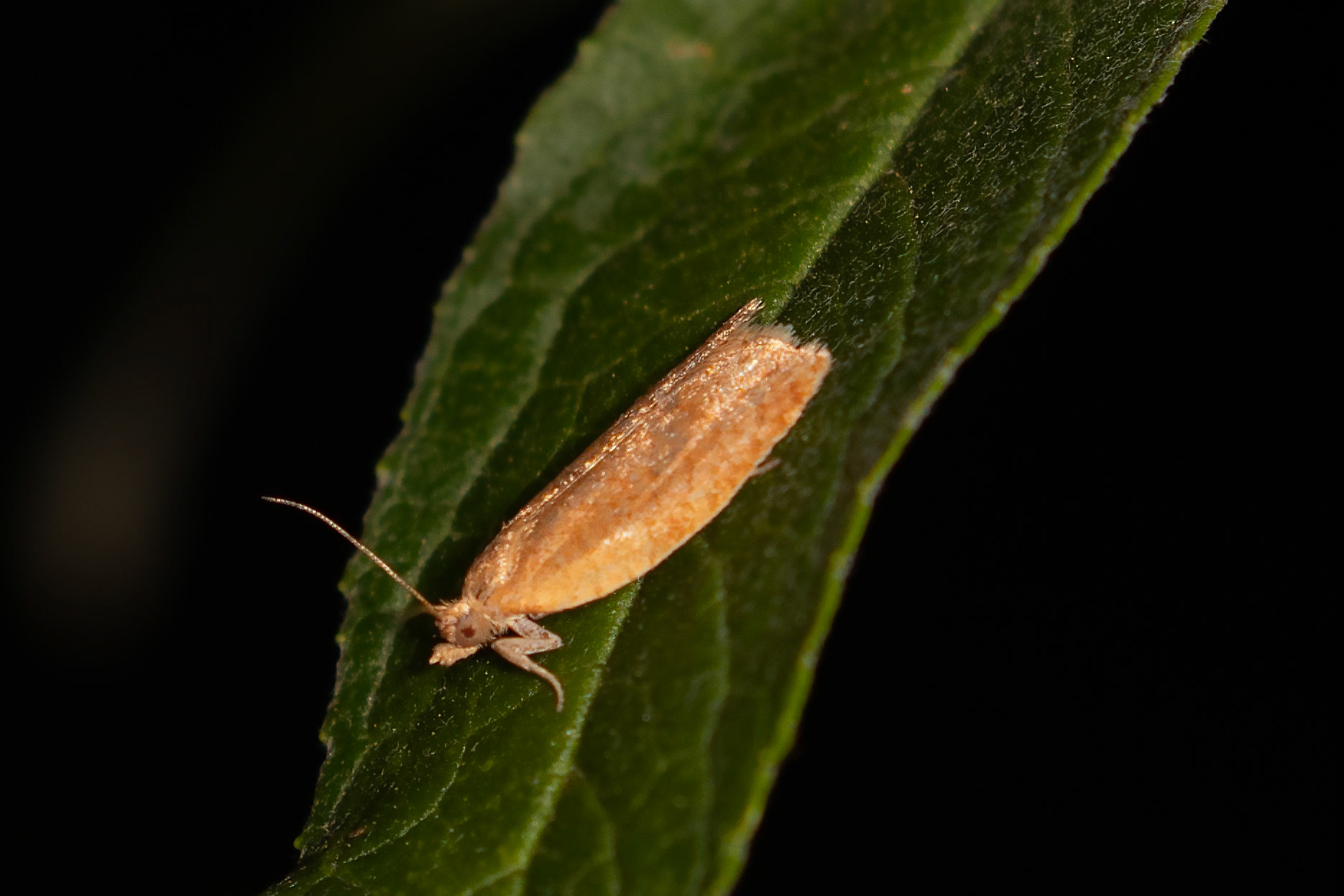 Clepsis consimilana