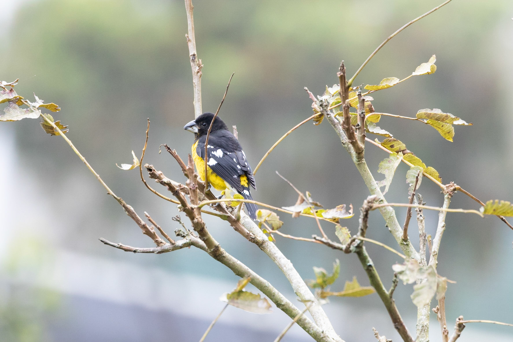 Pheucticus aureoventris