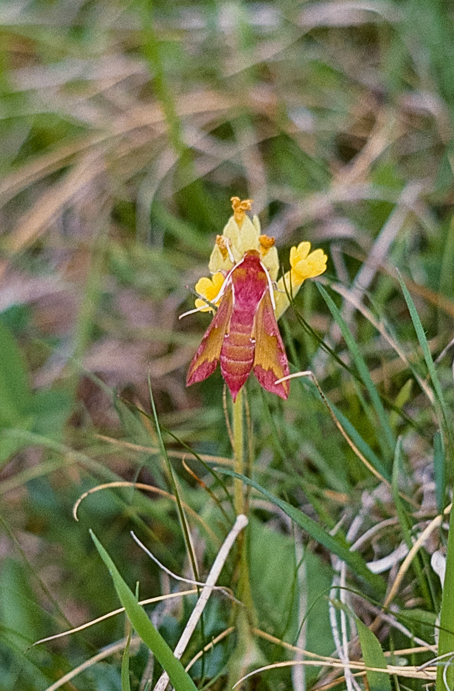 Deilephila porcellus