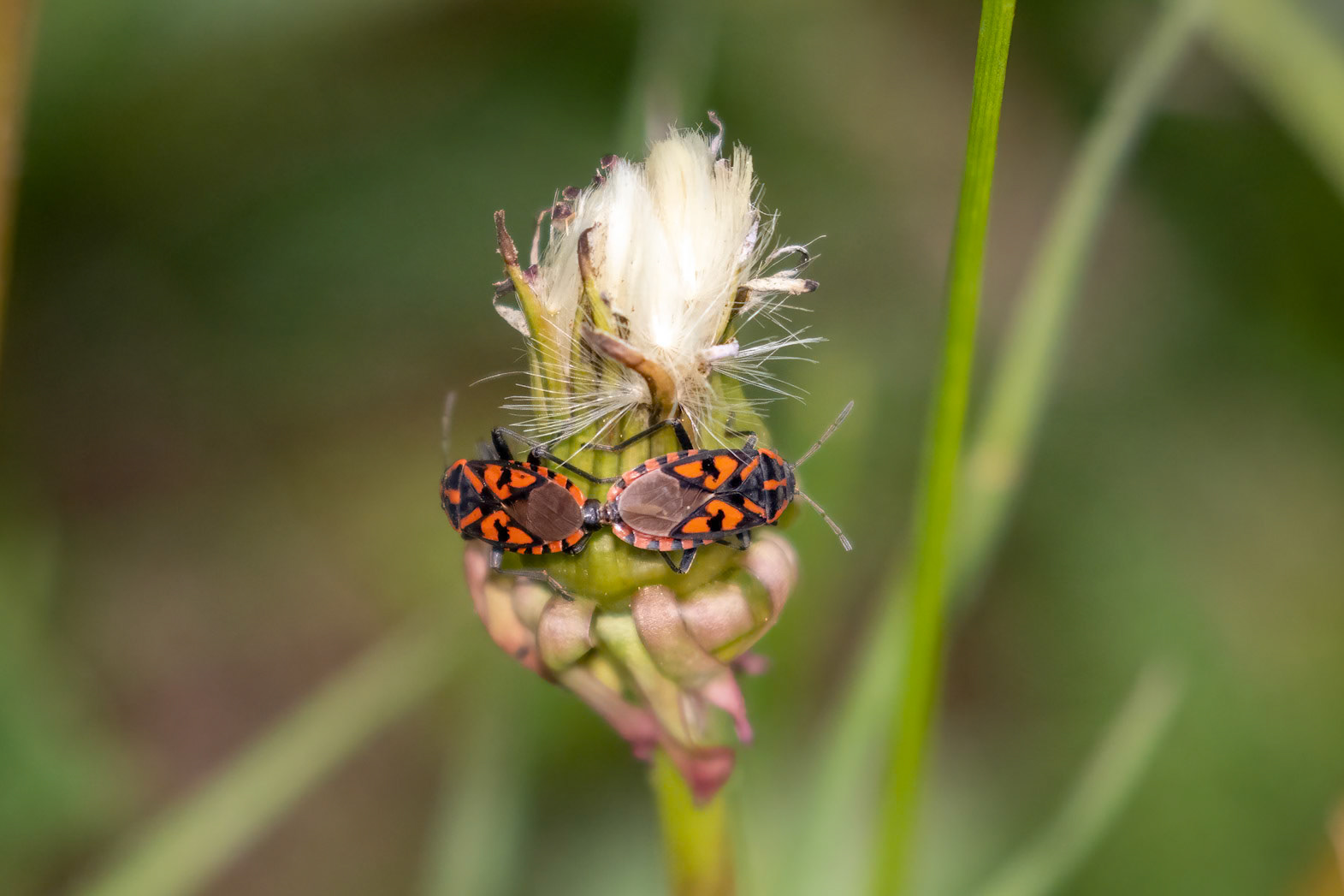 Spilostethus saxatilis