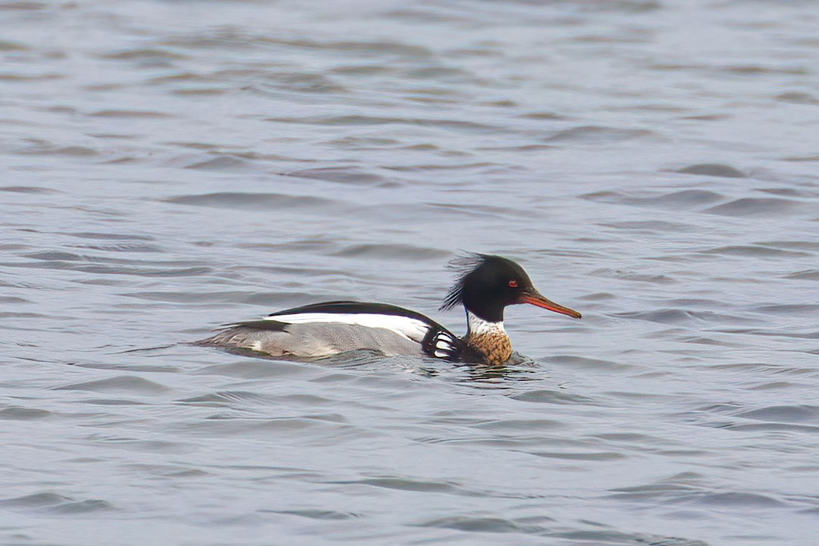 Mergus serrator