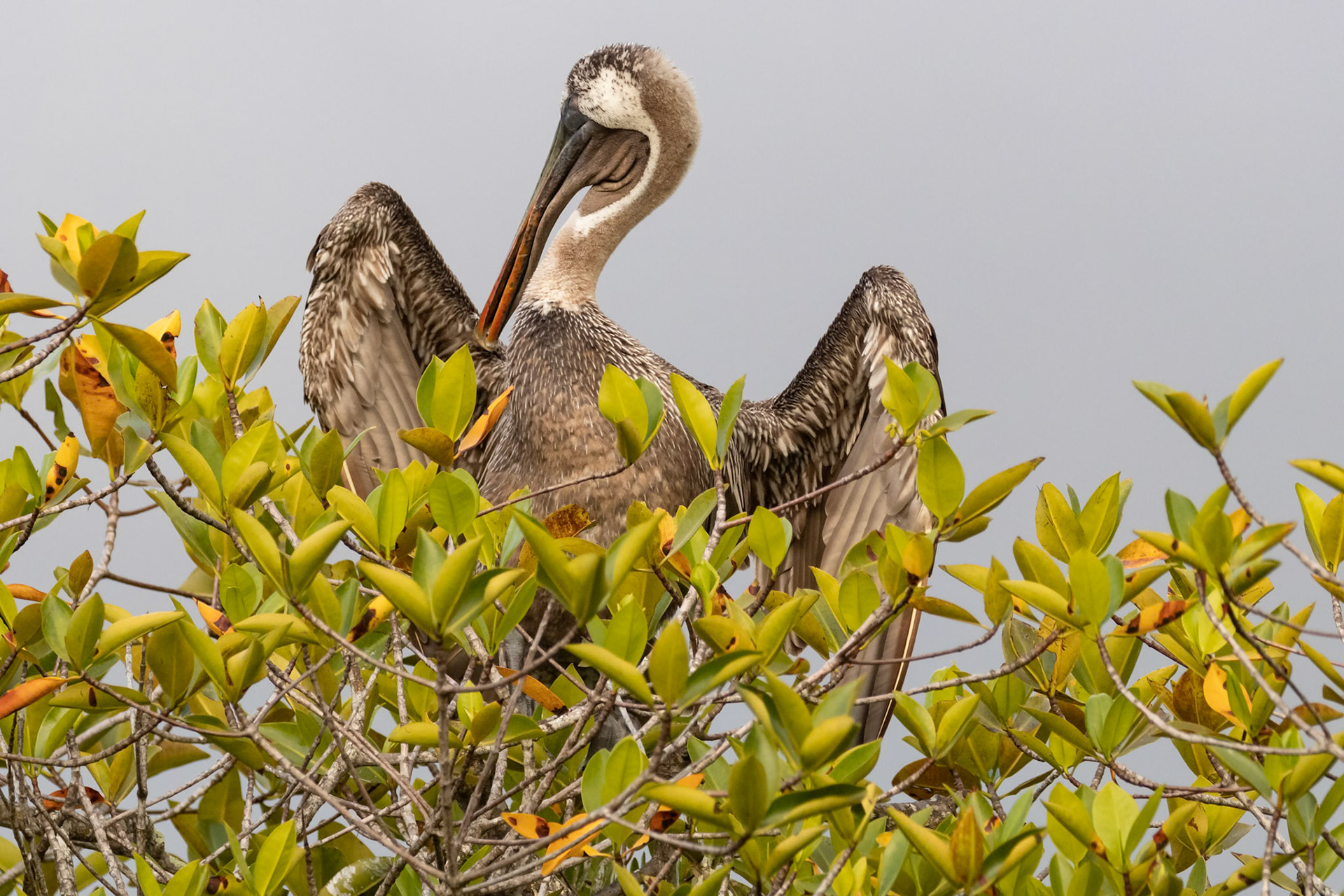 Pelecanus occidentalis