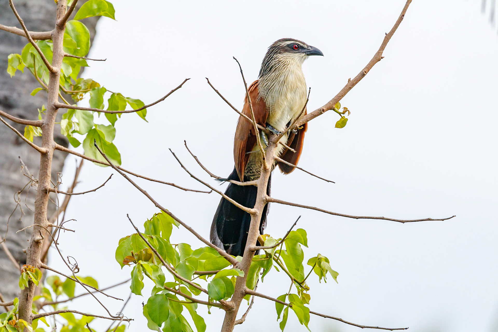 Centropus superciliosus