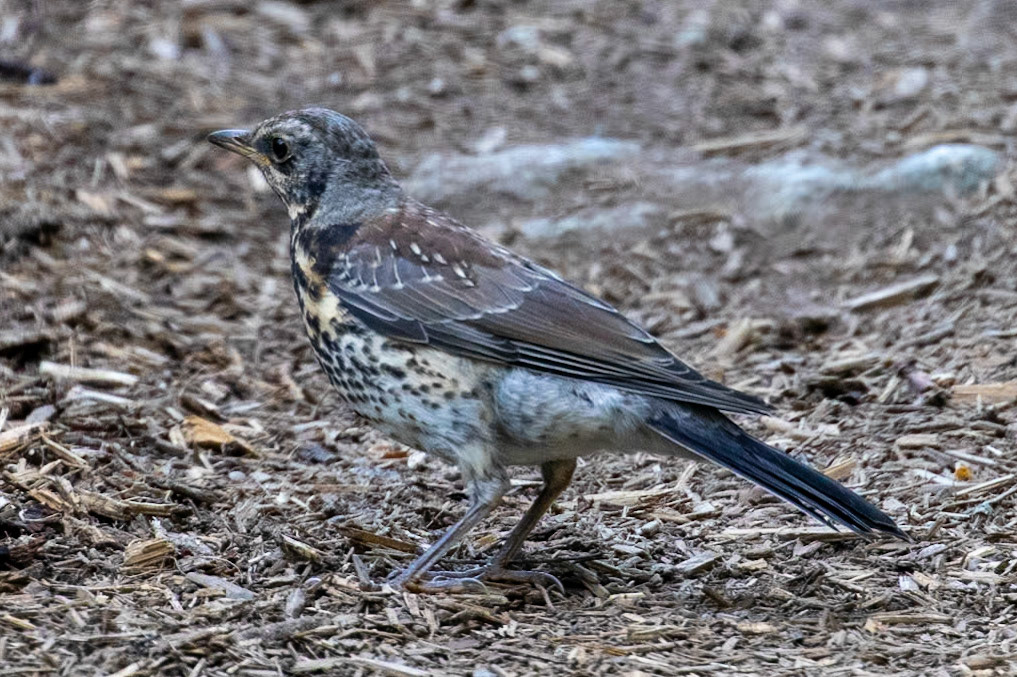 Turdus pilaris