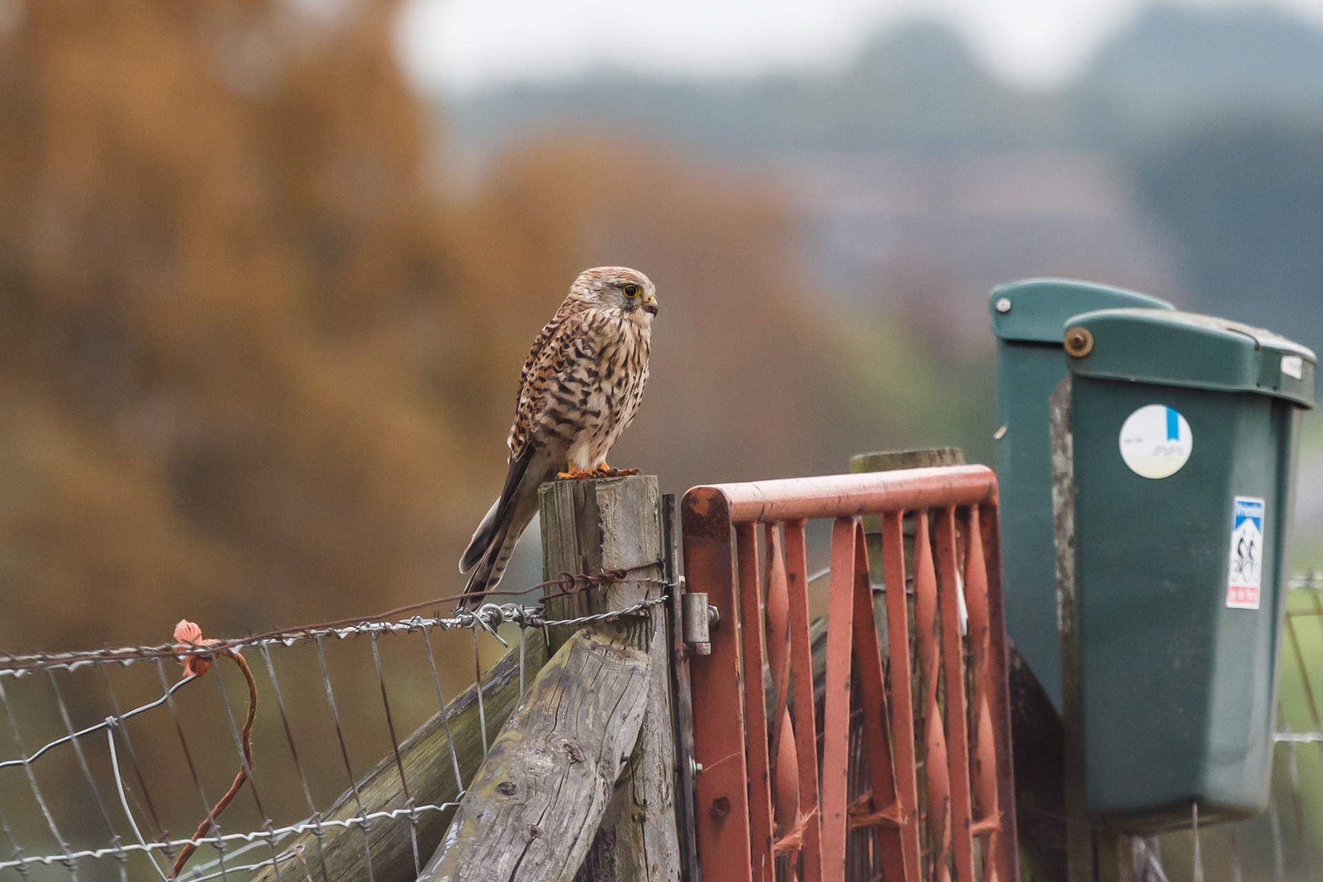 Falco tinnunculus Juv