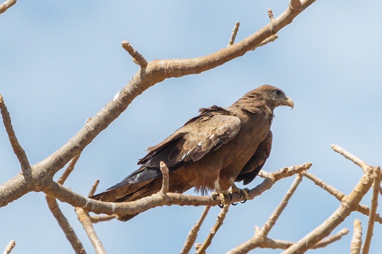 Milvus aegyptius (migrans parasitus)