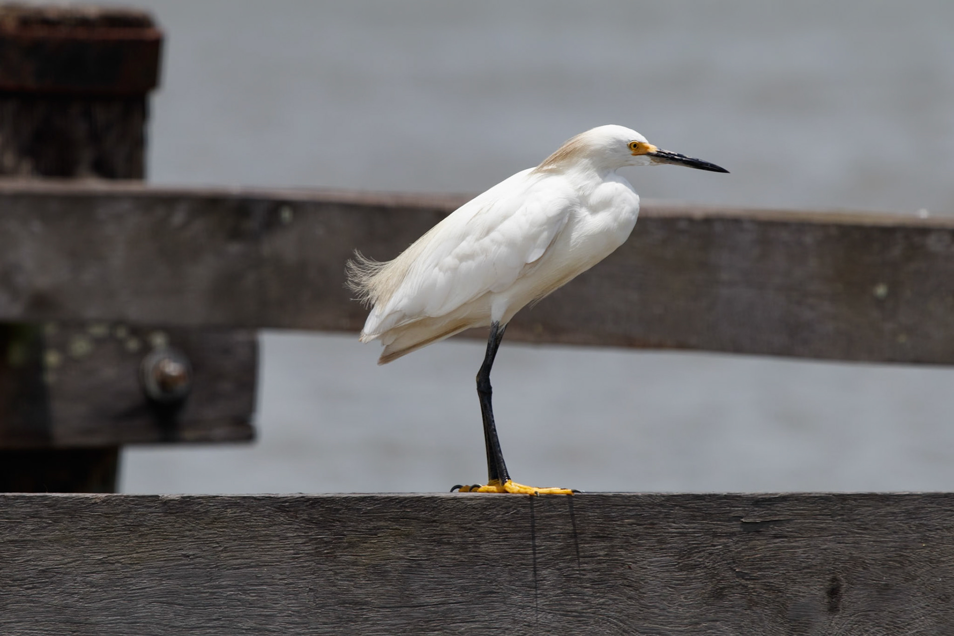 Egretta thula