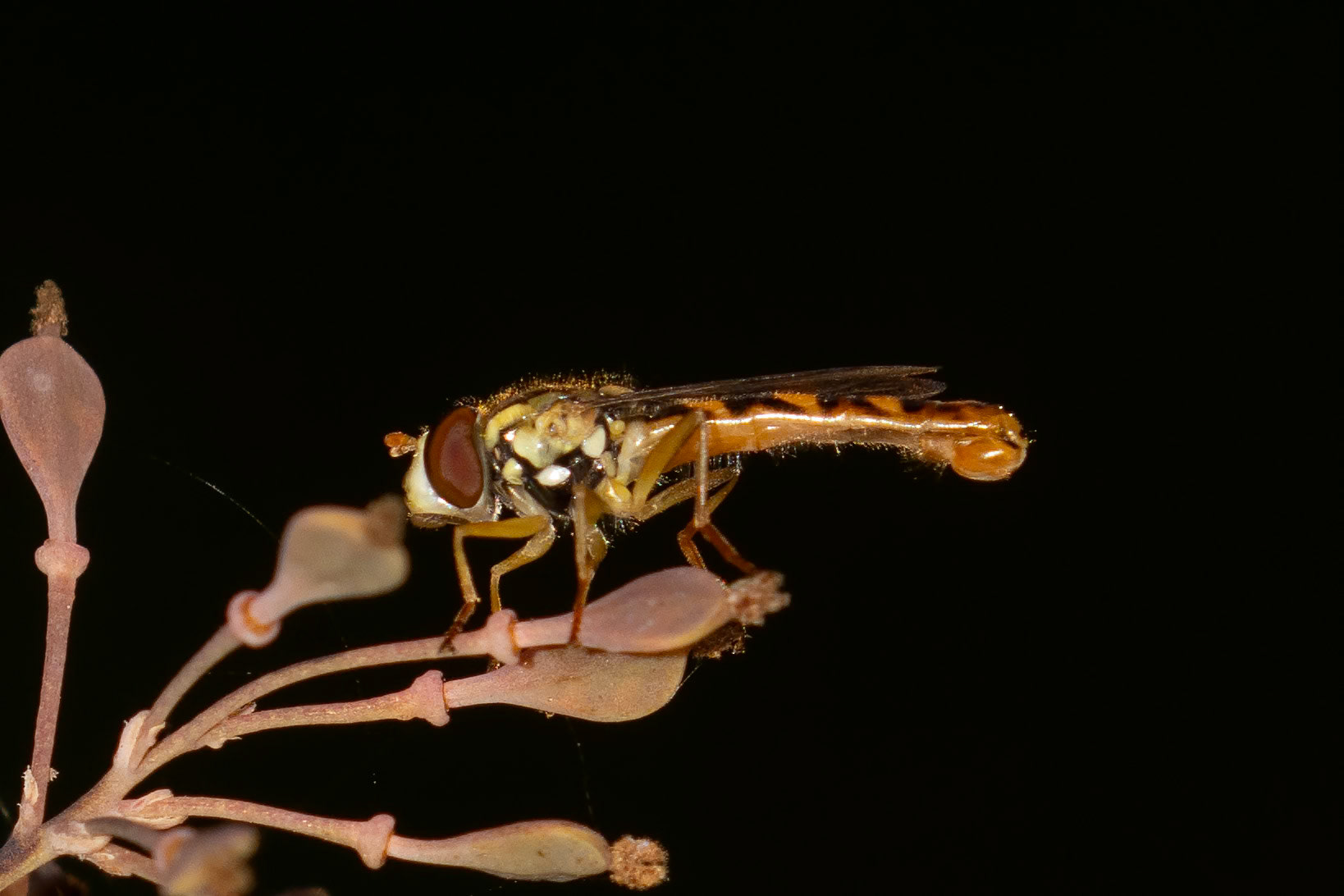 Sphaerophoria scripta