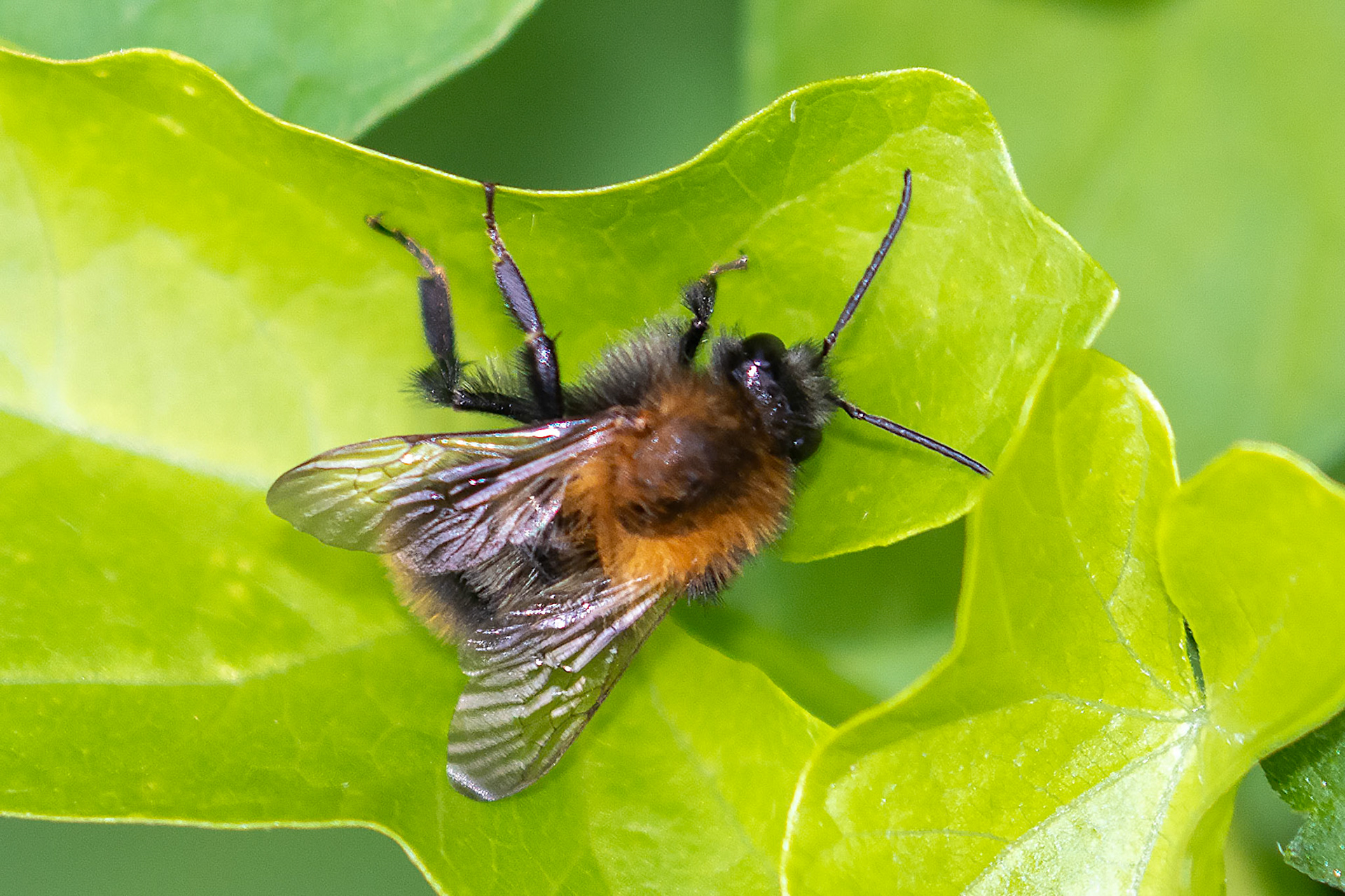 Bombus pascuorum
