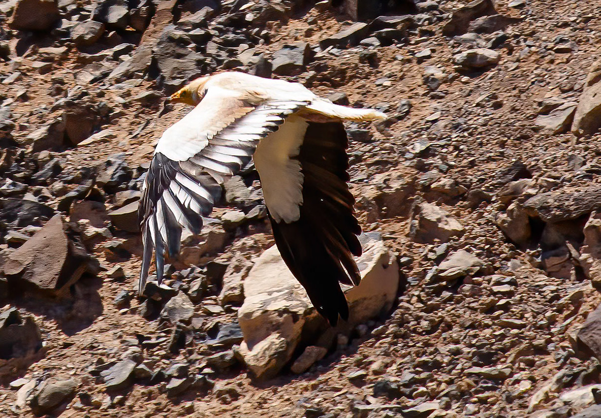 Neophron percnopterus majorensis