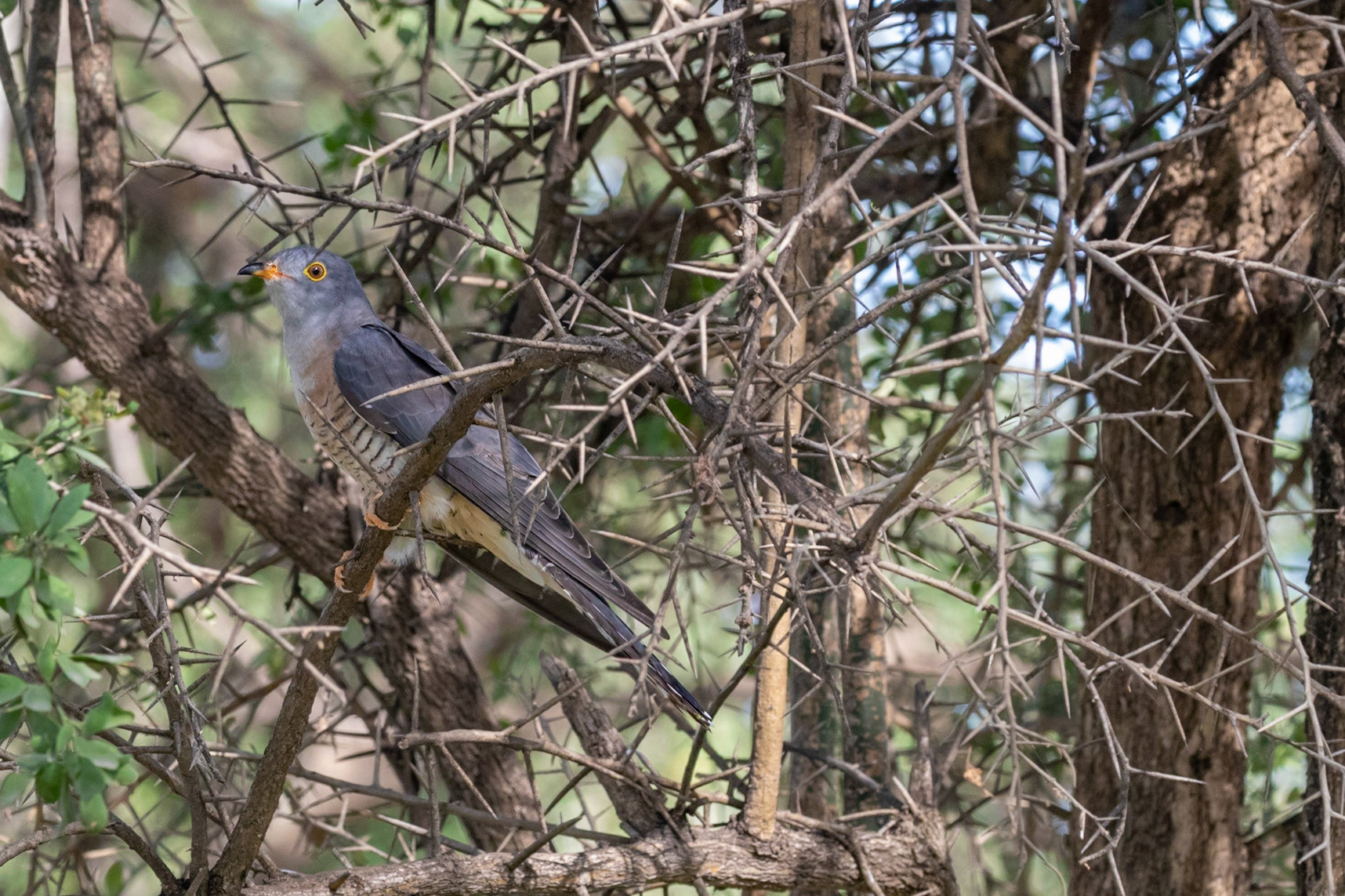 Cuculus solitarius (F)