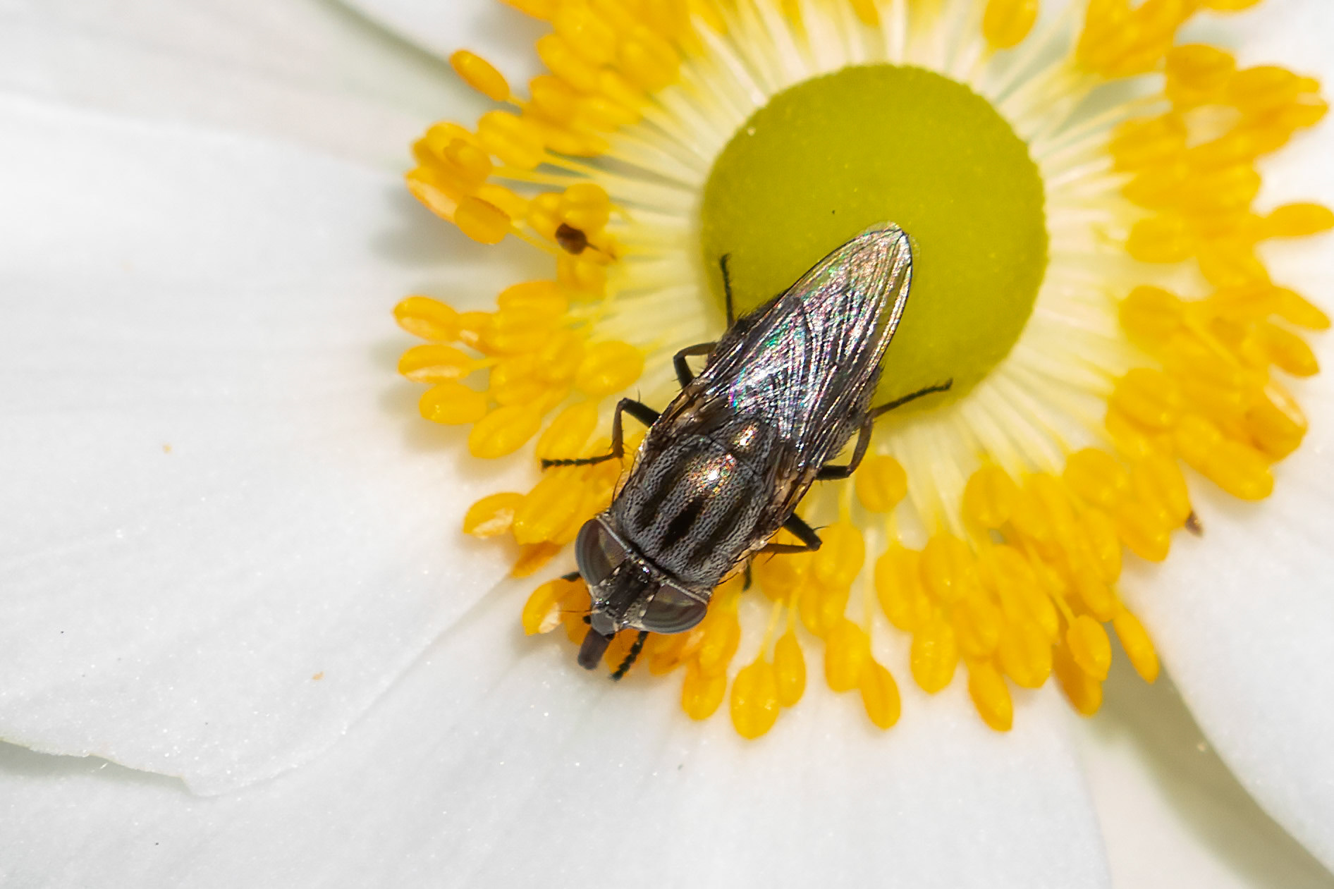 Stomorhina lunata (V)