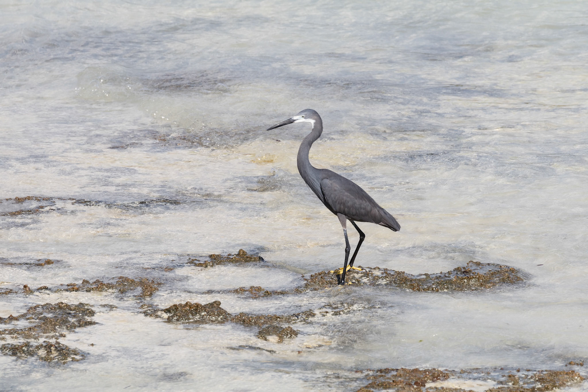 Egretta dimorpha (Egretta gularis  ccf schistacea)