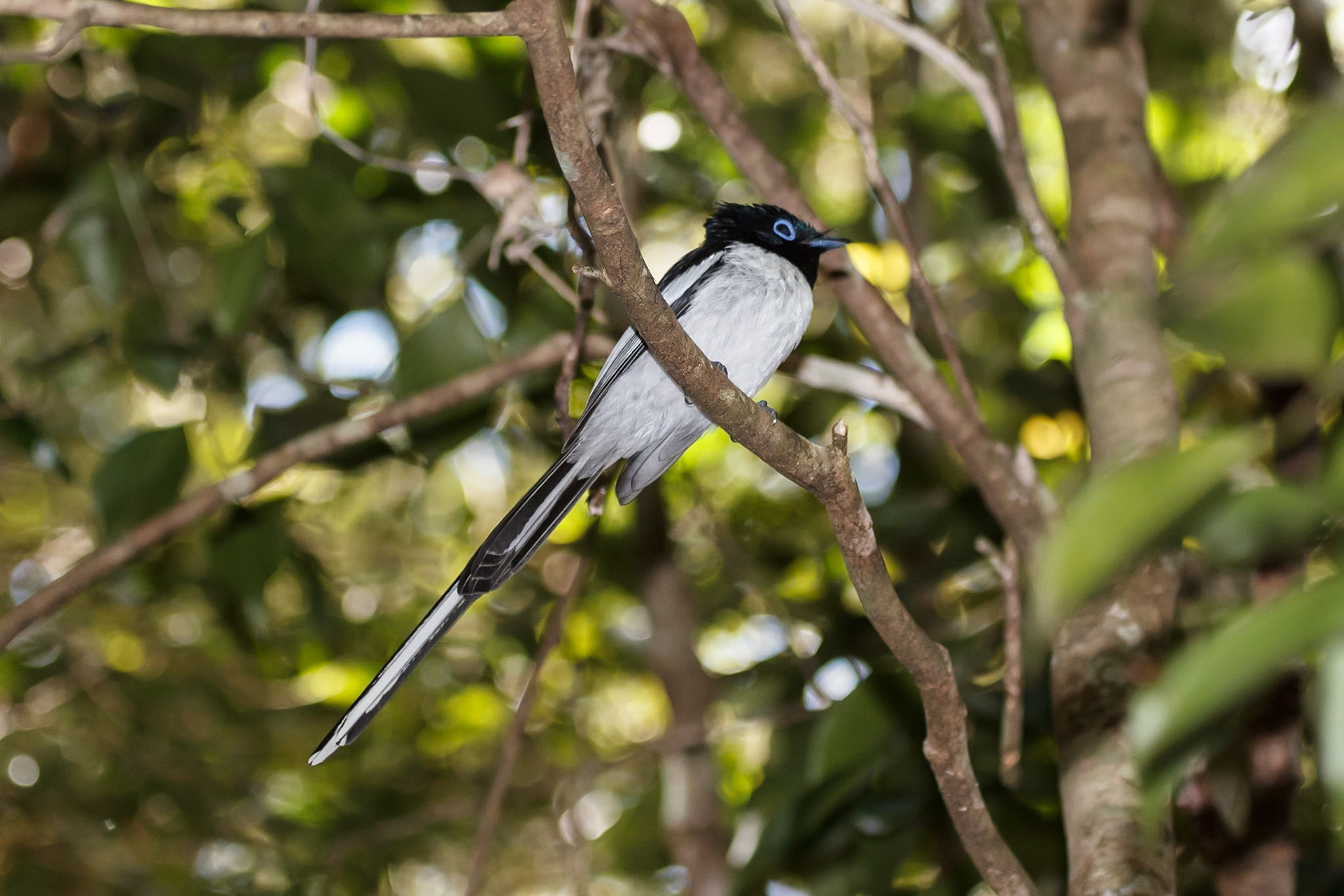 Terpsiphone mutata (M)