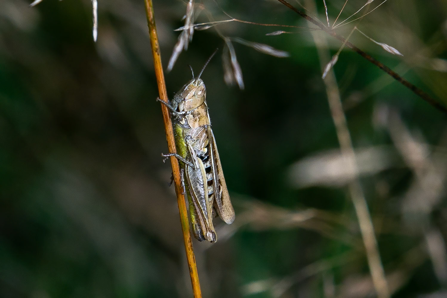 Chorthippus biguttulus (F)