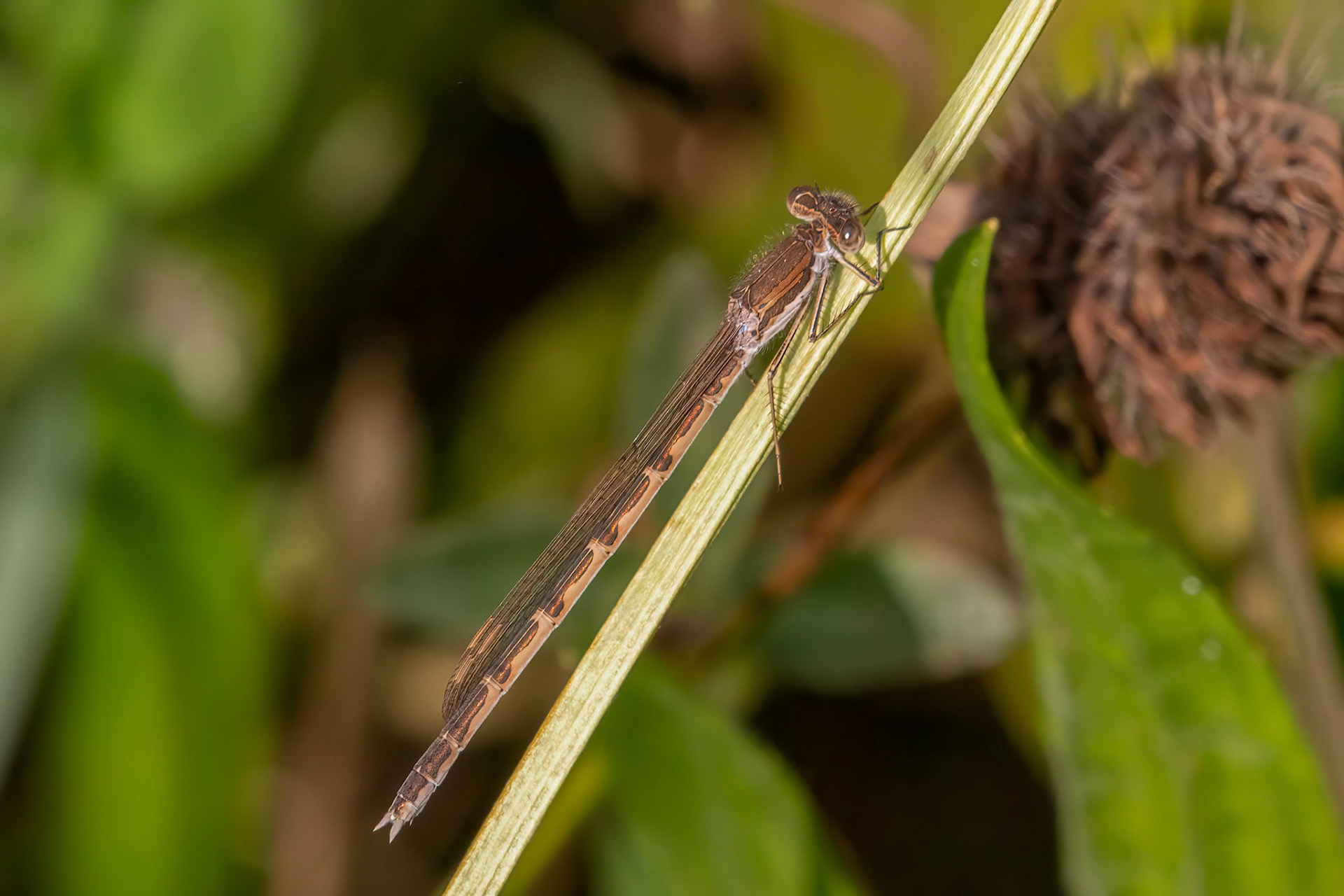 Sympecma fusca