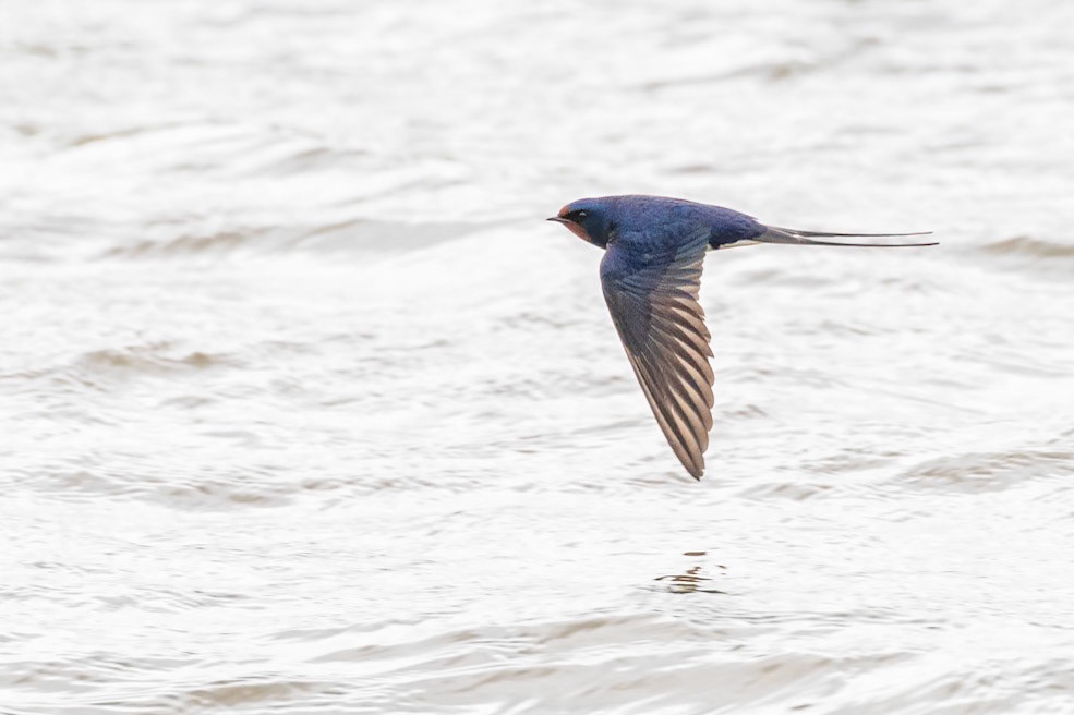 Hirundo rustica