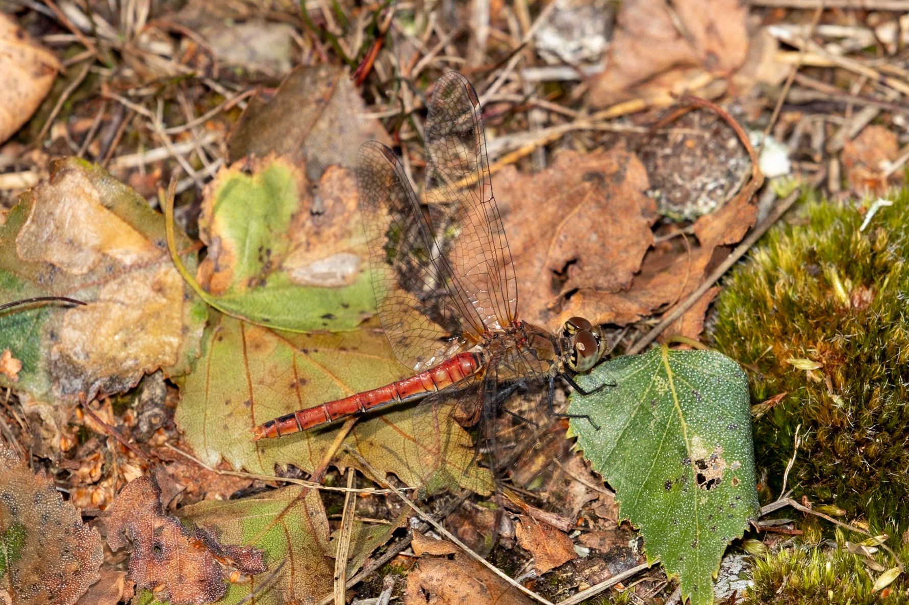 Sympetrum sanguineum