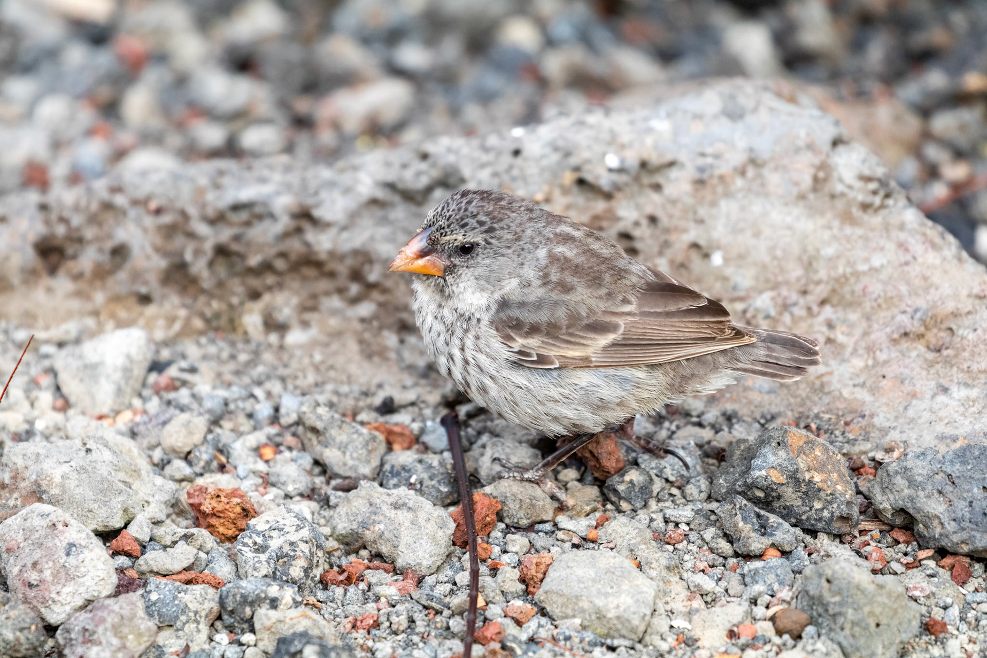 Geospiza fuliginosa (Juv)