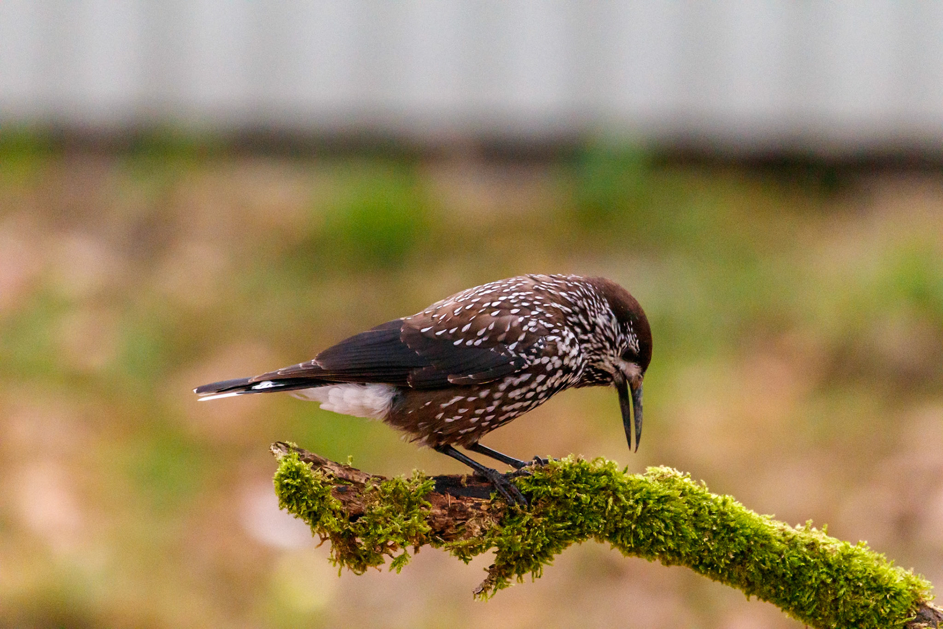 Nucifraga caryocatactes