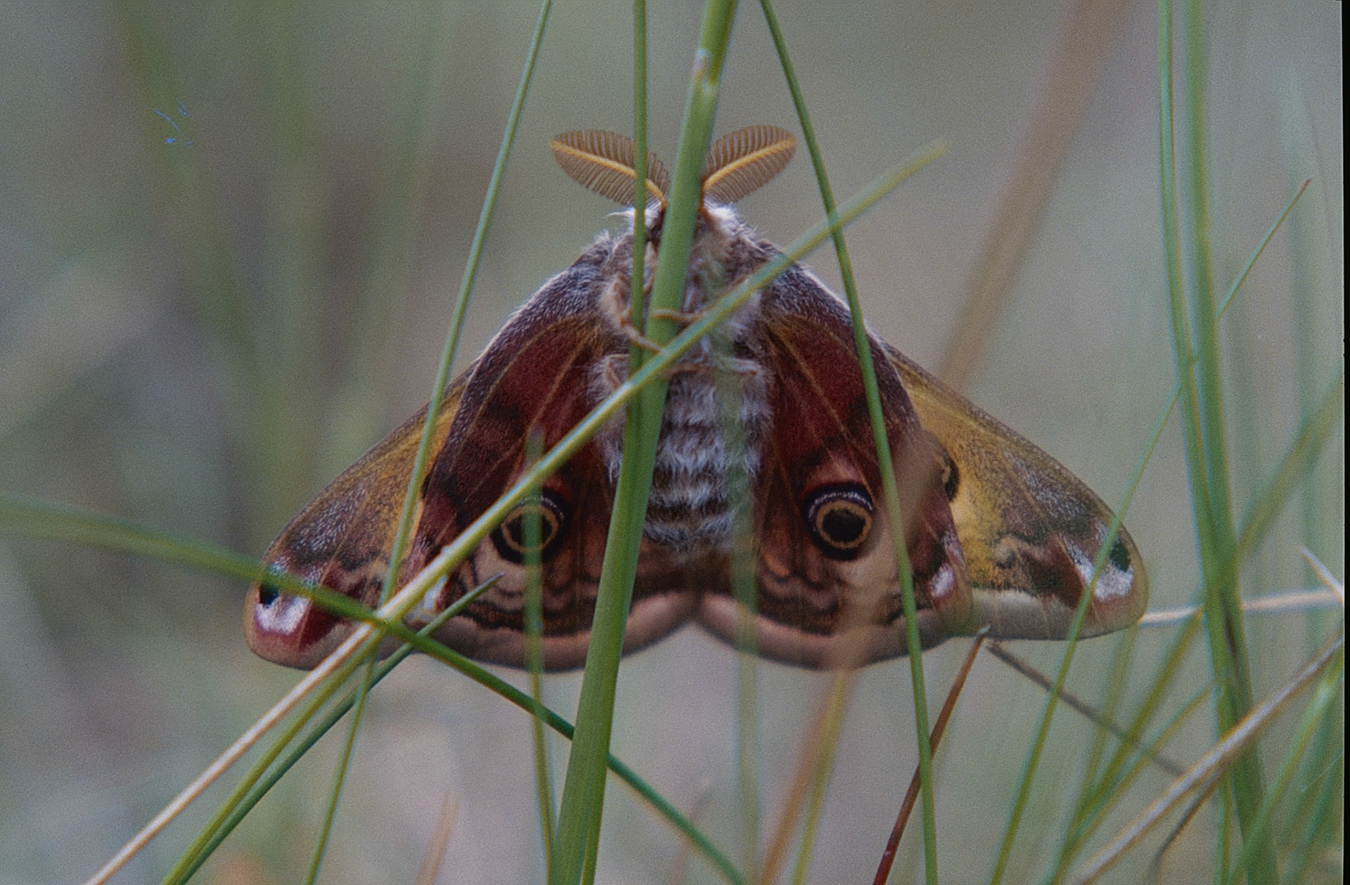 Eudia (Saturnia) pavonia (M)