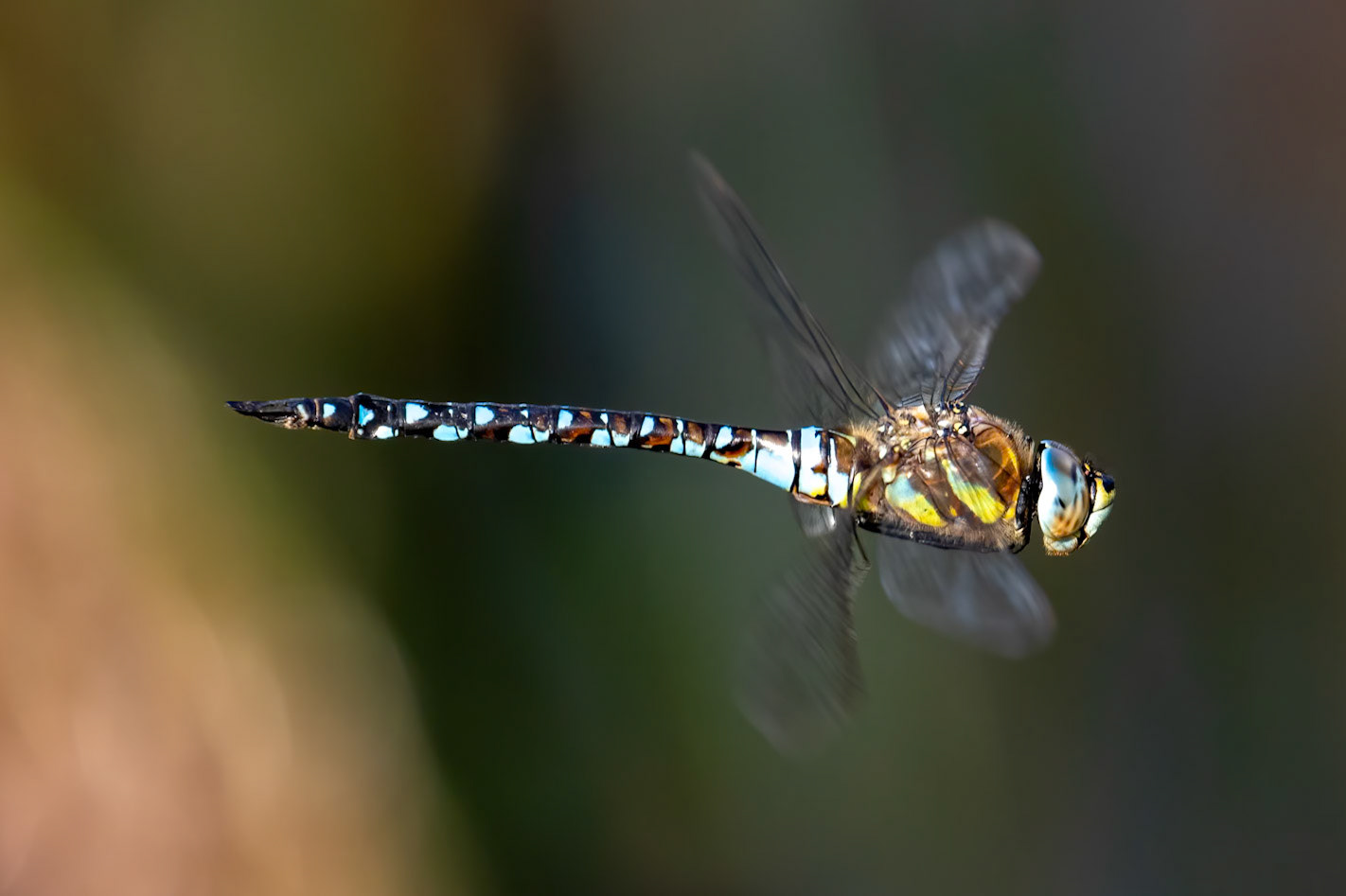 Aeshna mixta