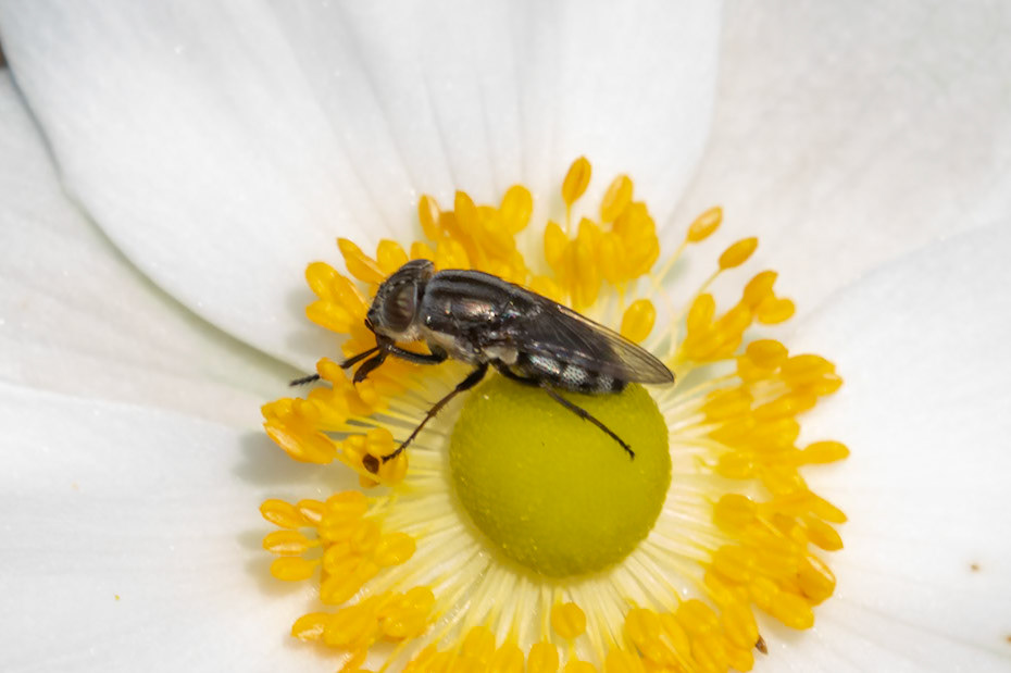 Stomorhina lunata (V)