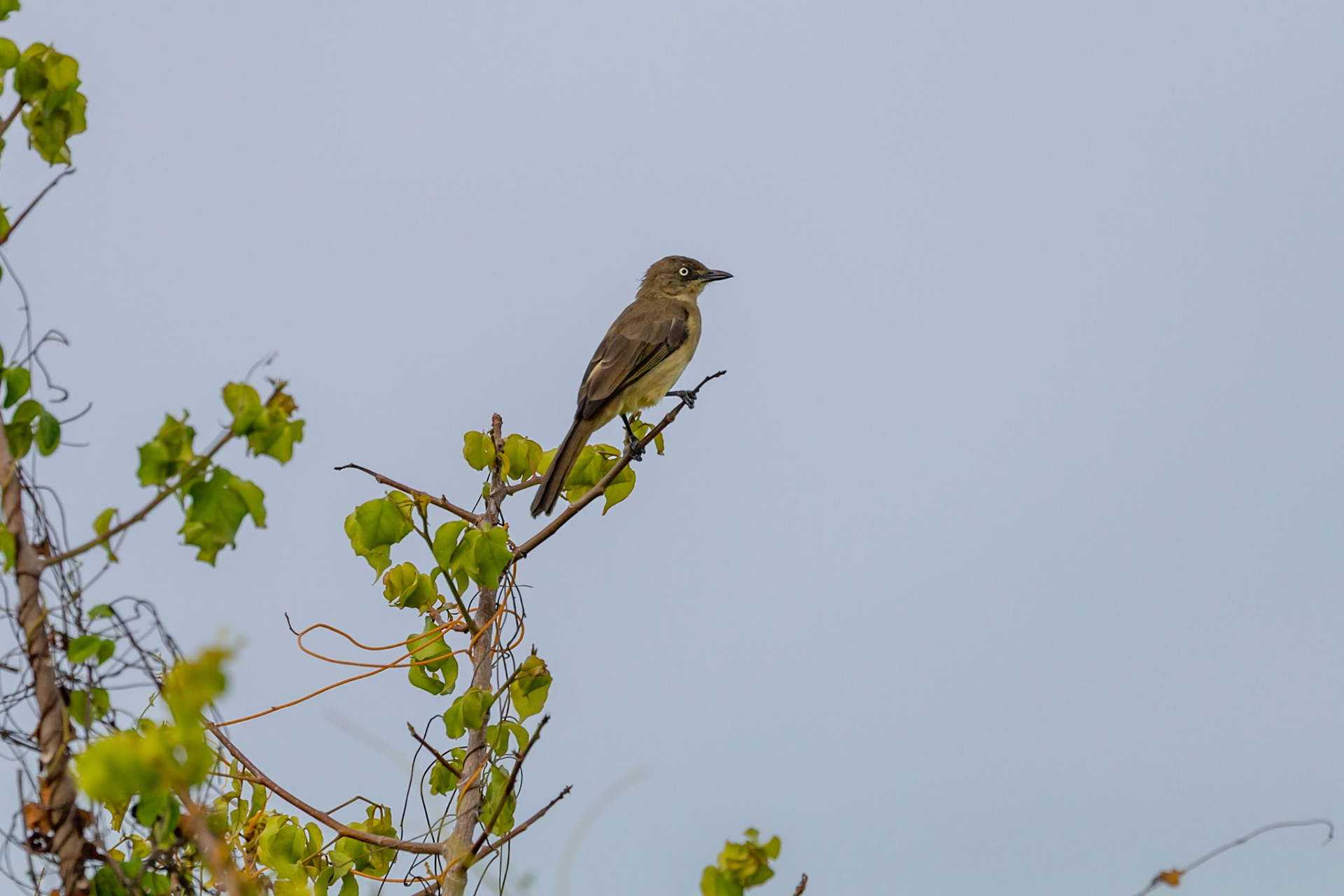 Andropadus importunus insularis