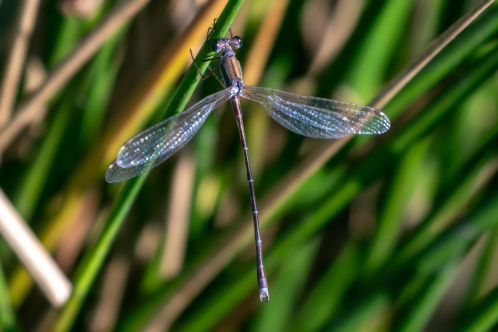 Lestes barbarus (M)