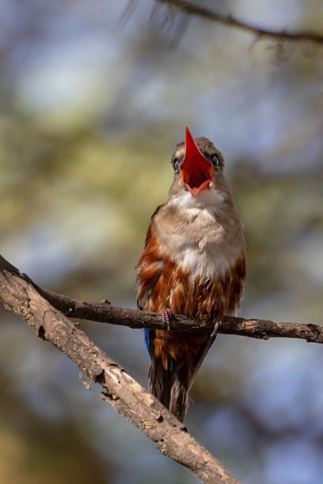 Halcyon leucocephala