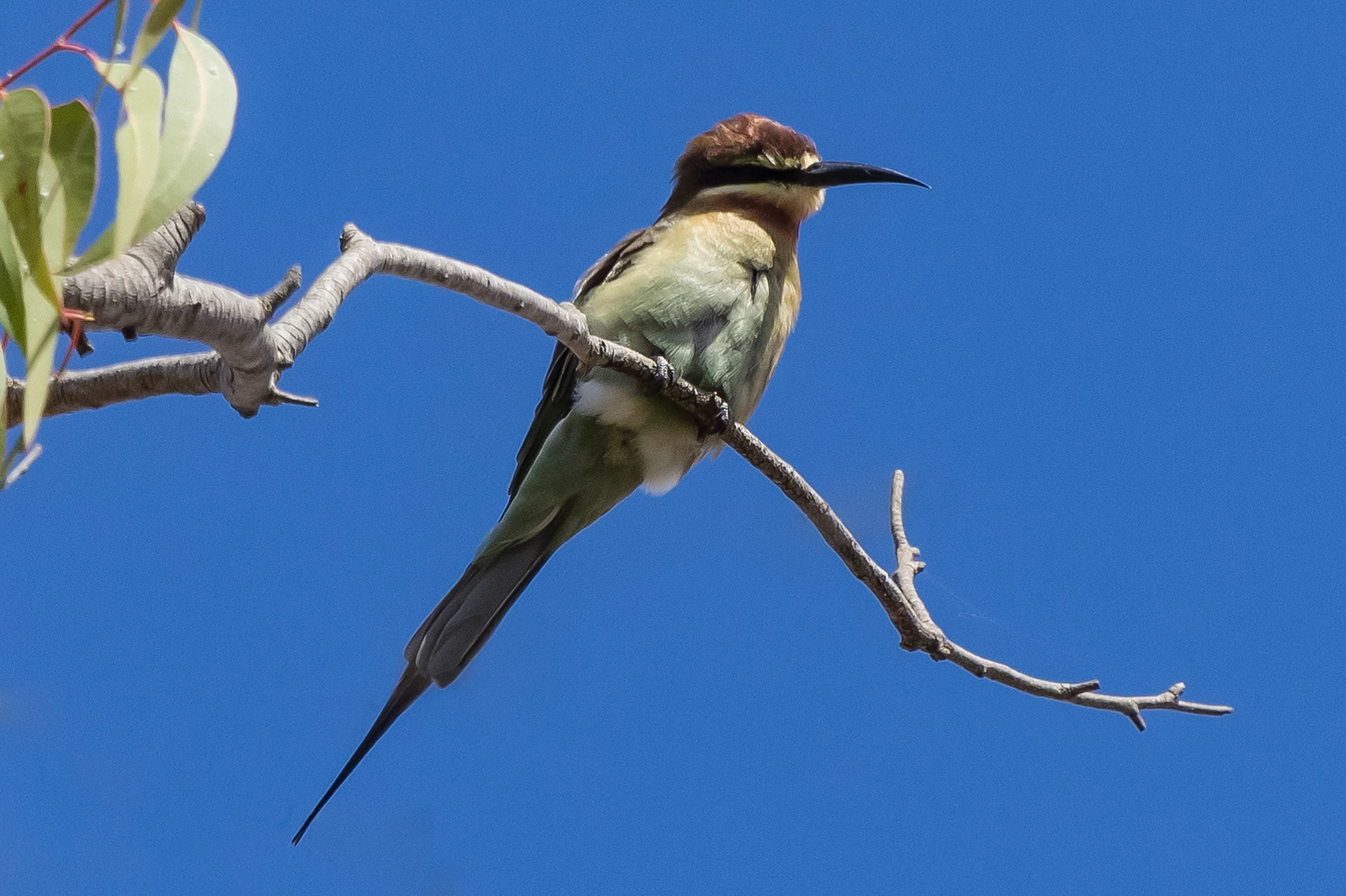 Merops superciliosus (Juv)