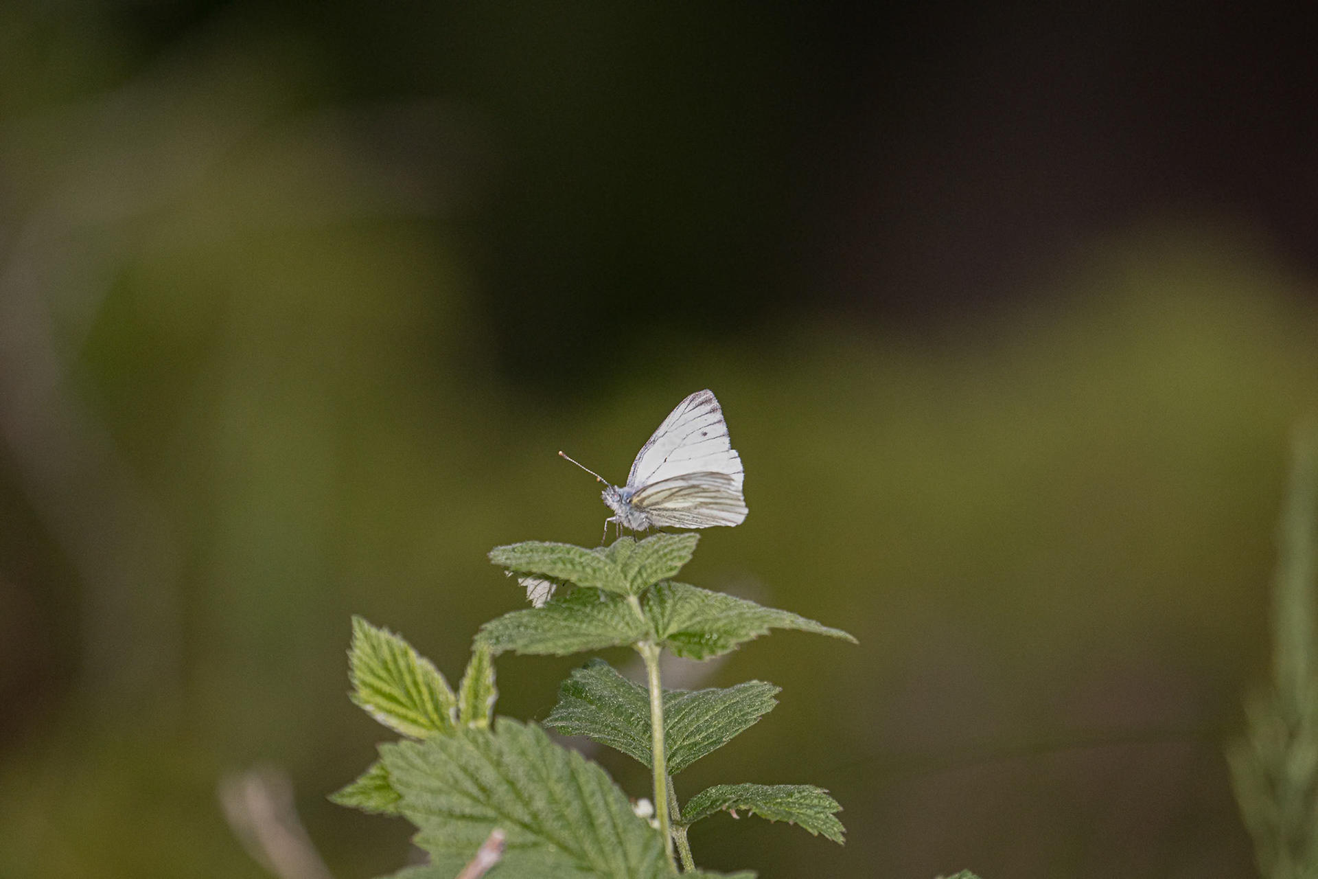 Pieris napi