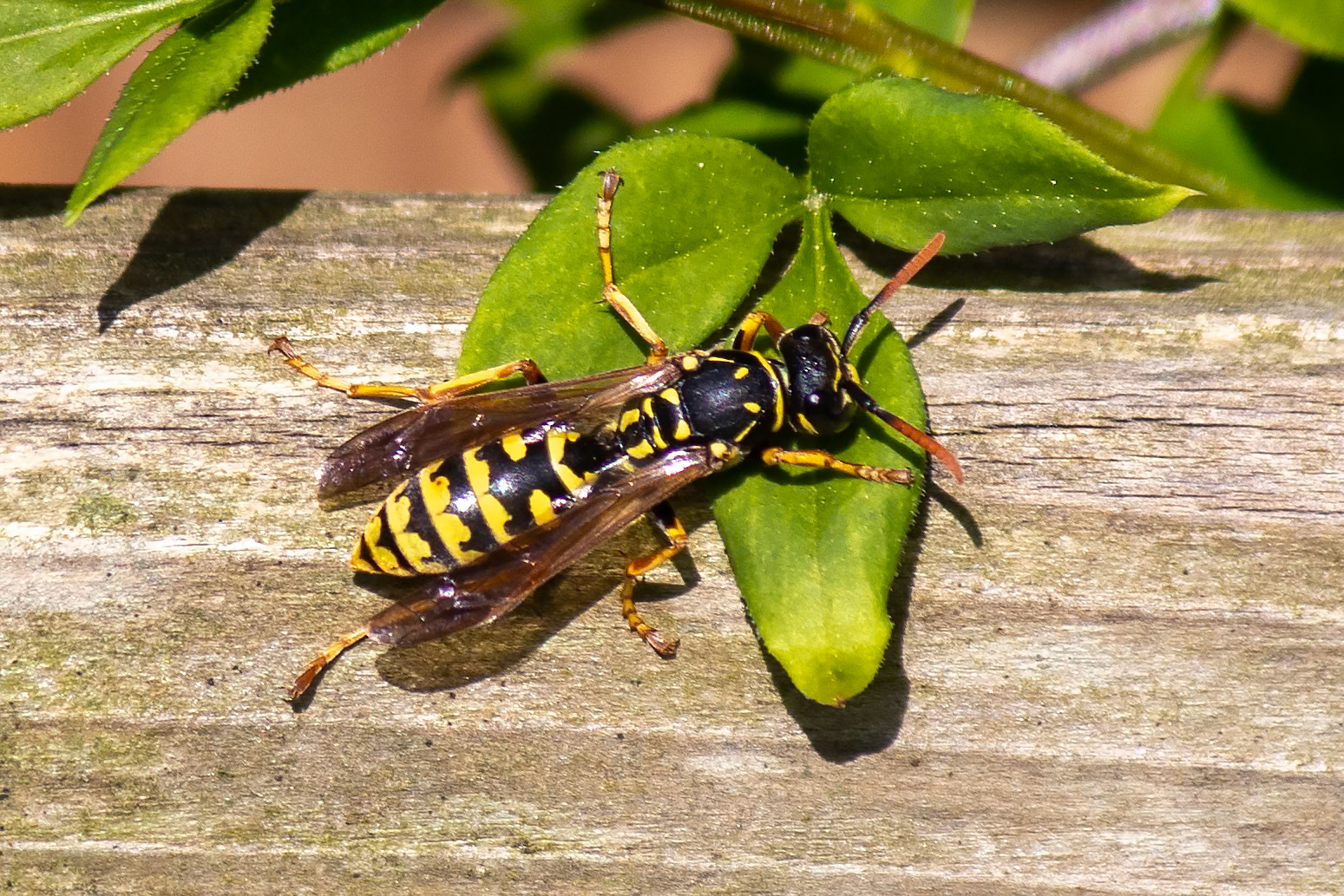 Polistes dominula