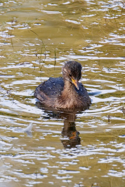 Tachybaptus ruficollis