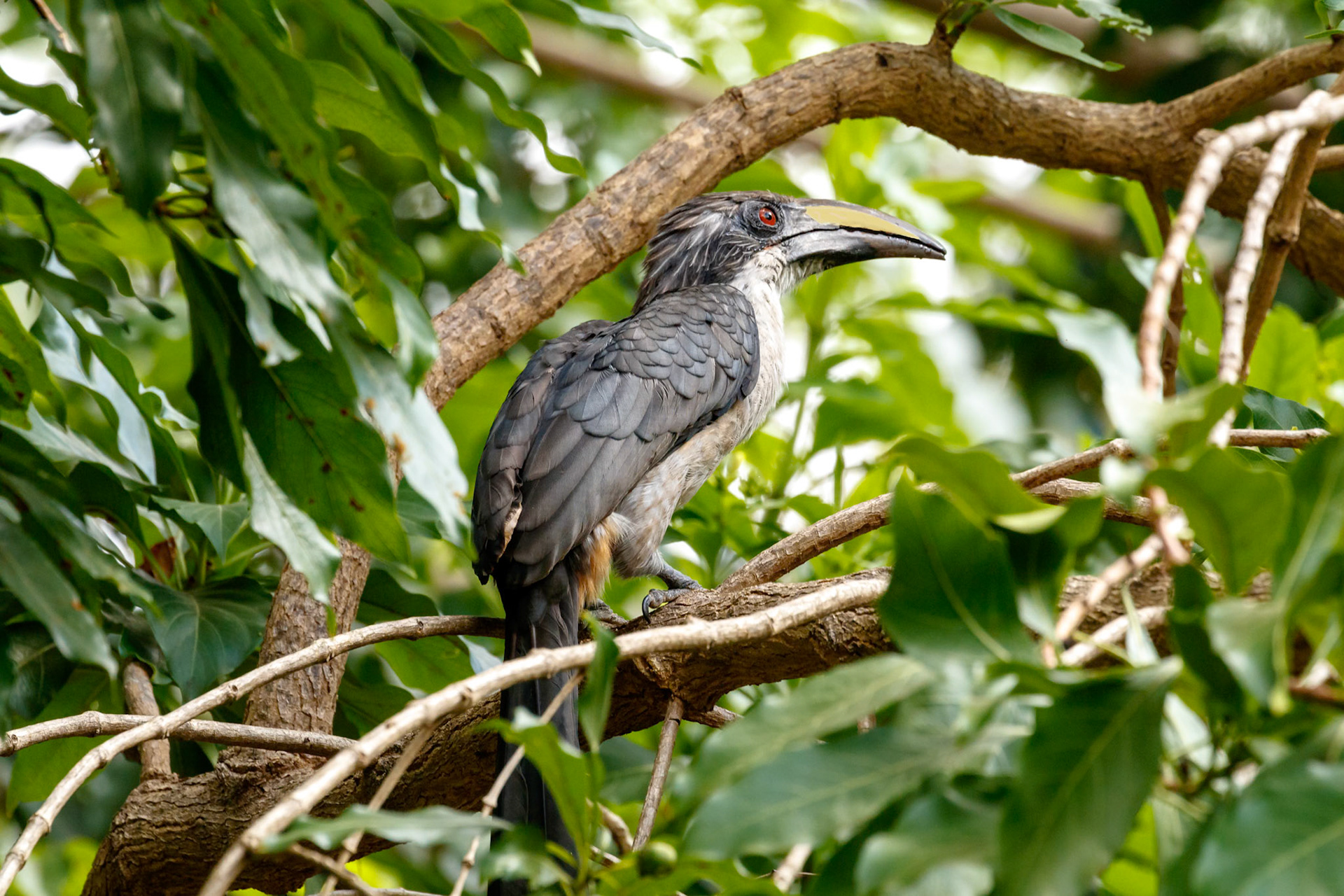 Ocyceros gingalensis