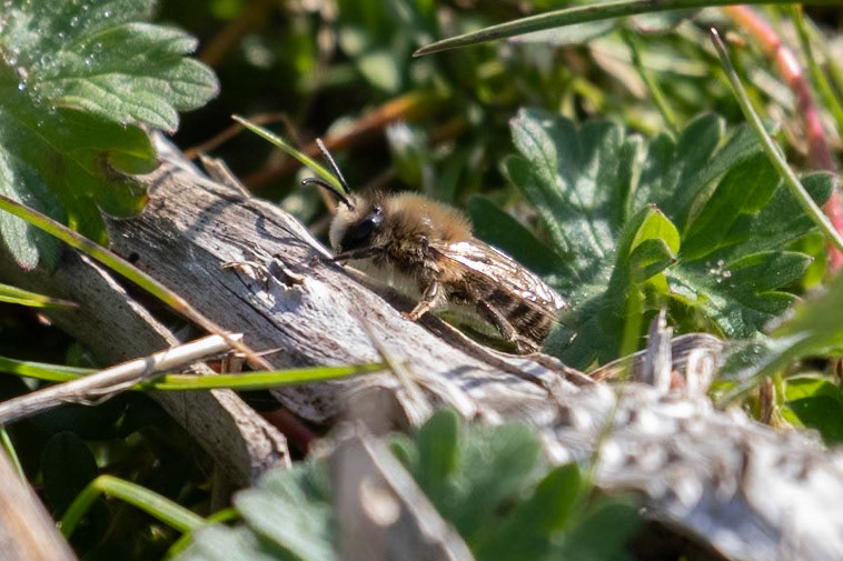 Colletes cunicularius