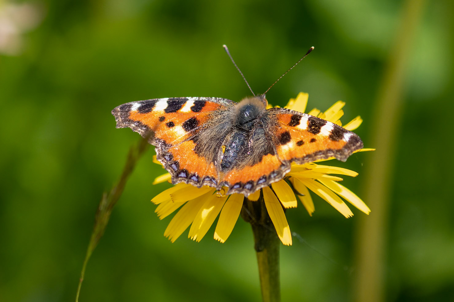 Aglais urticae