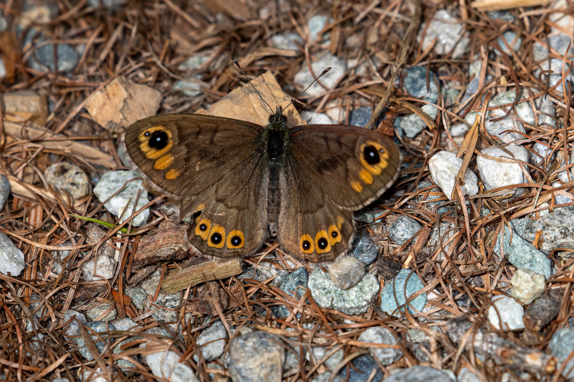 Lasiommata petropolitana