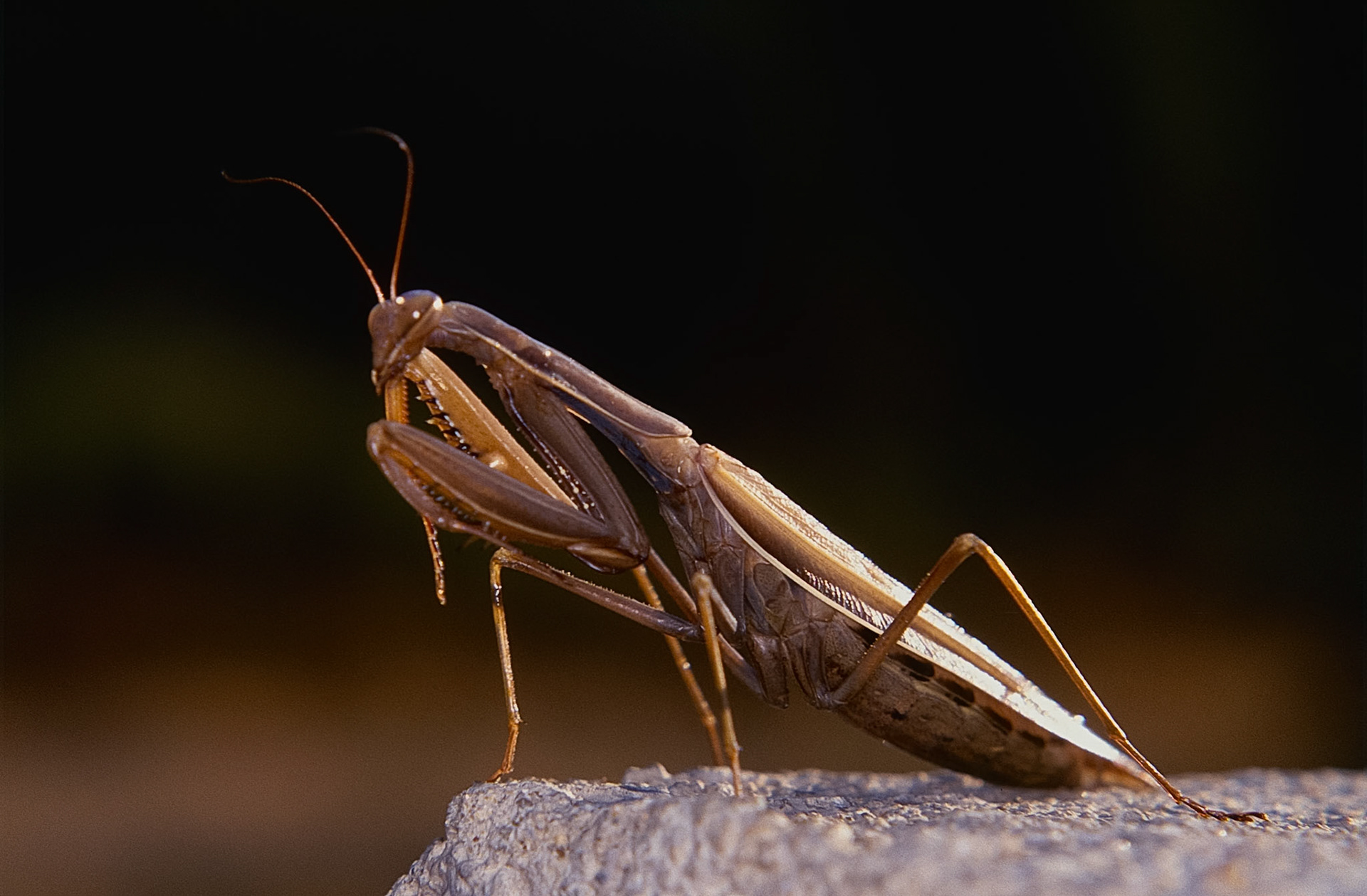 Mantis religiosa (F)