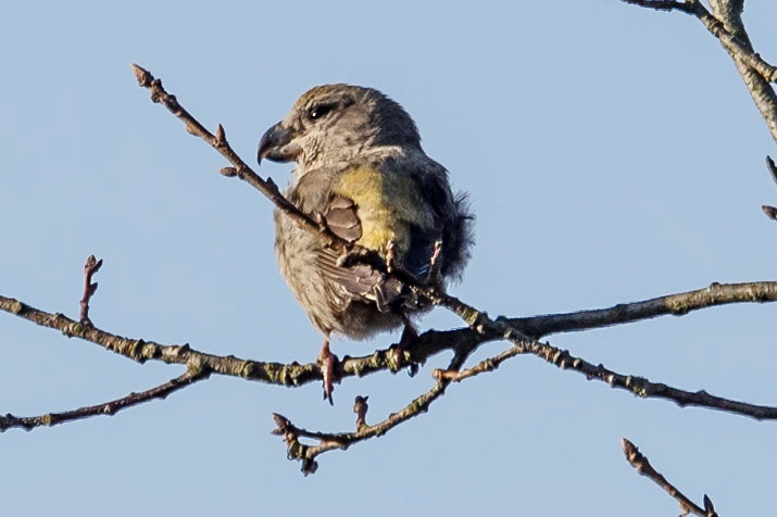 Loxia pytyopsittacus V
