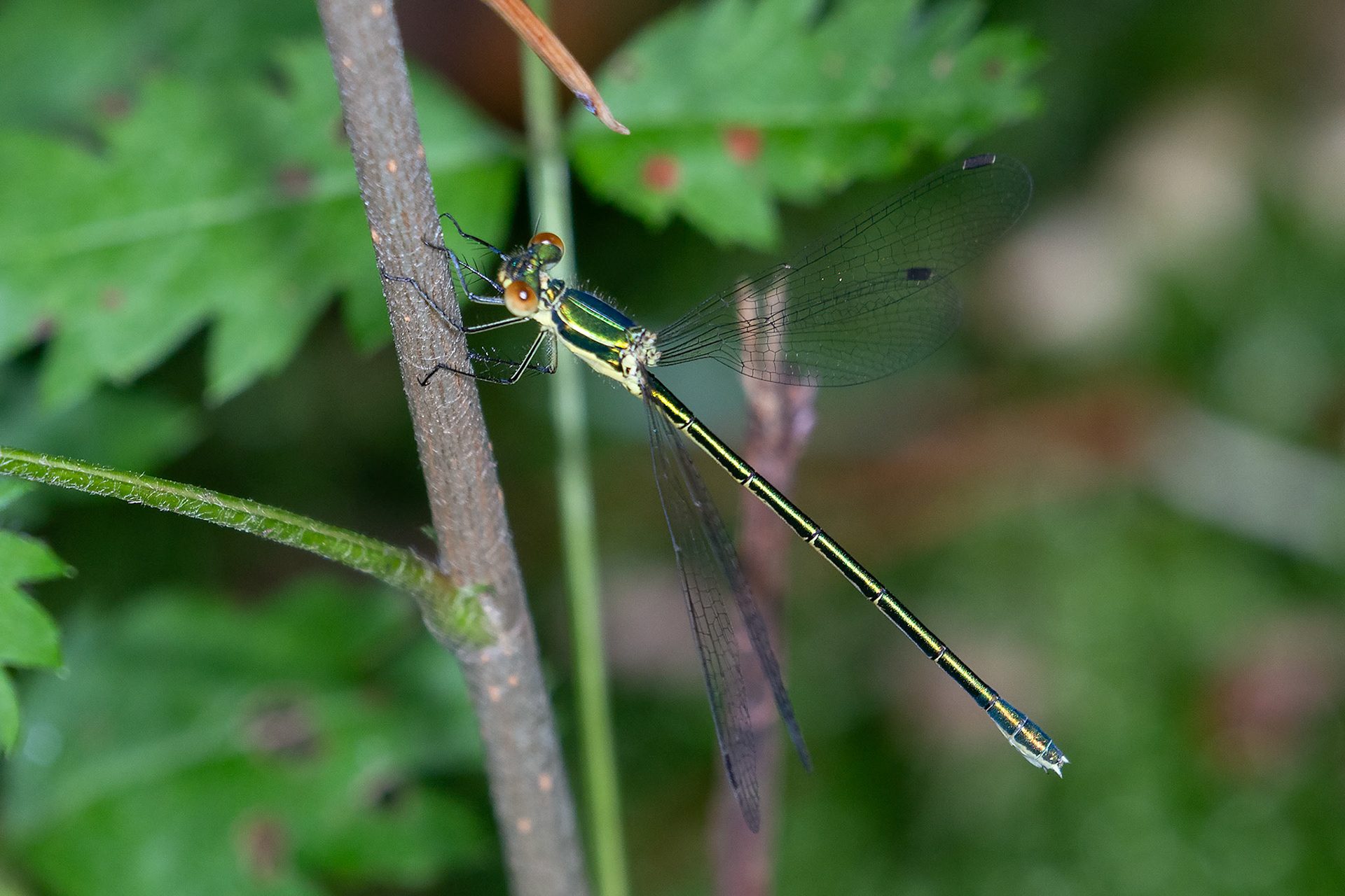 Lestes virens (V)