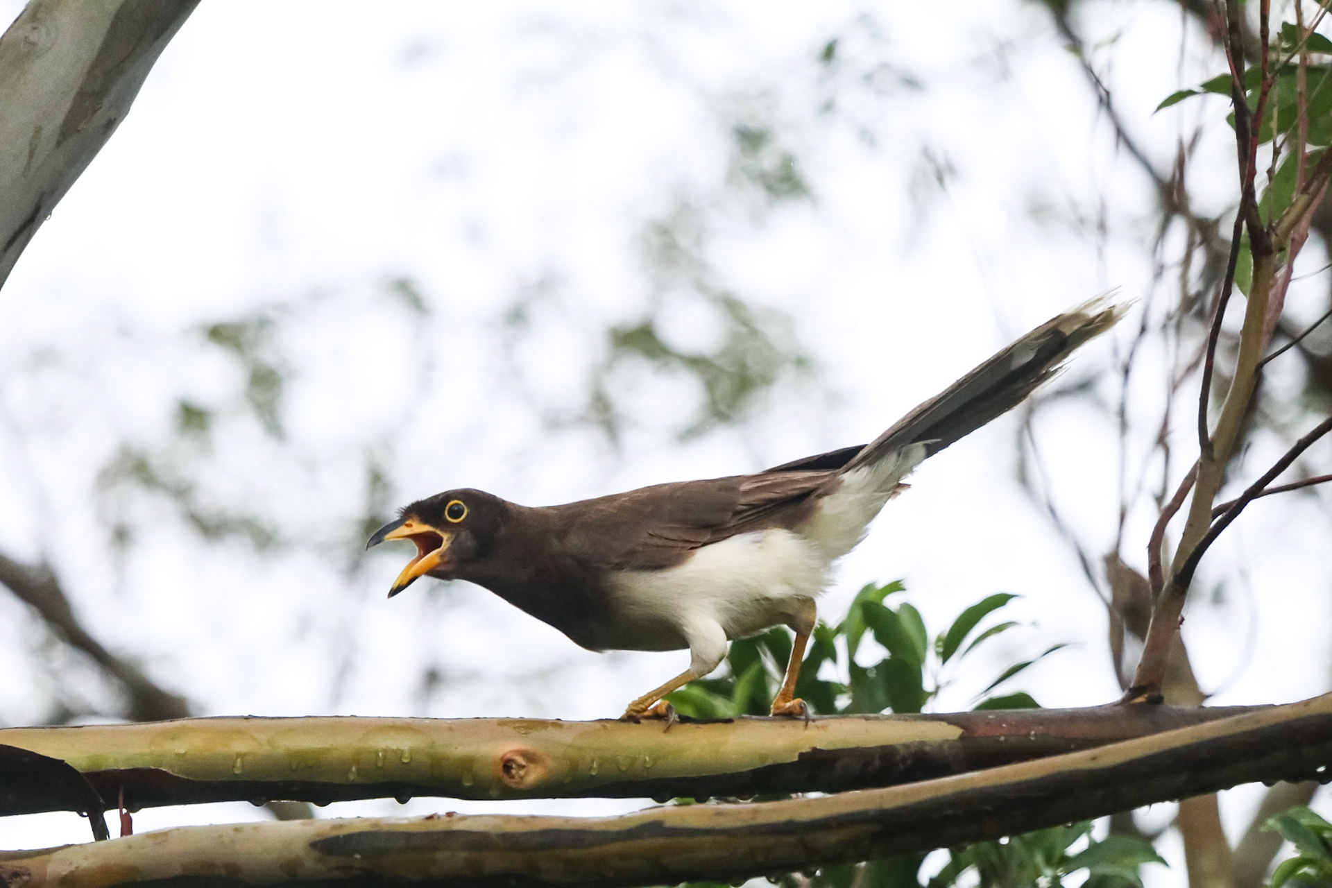 Psilorhinus morio (Juv)