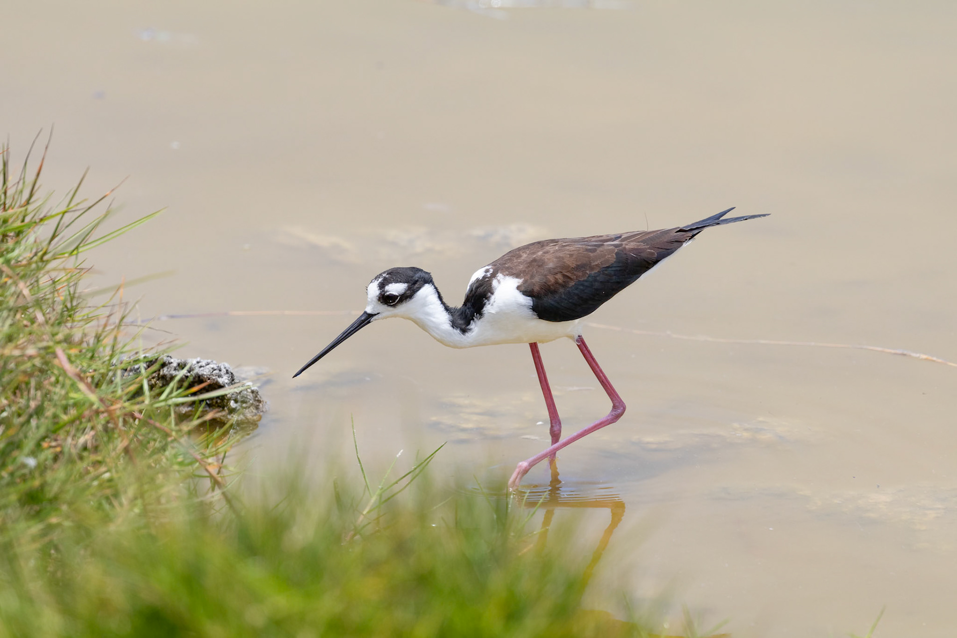 Himantopus mexicanus