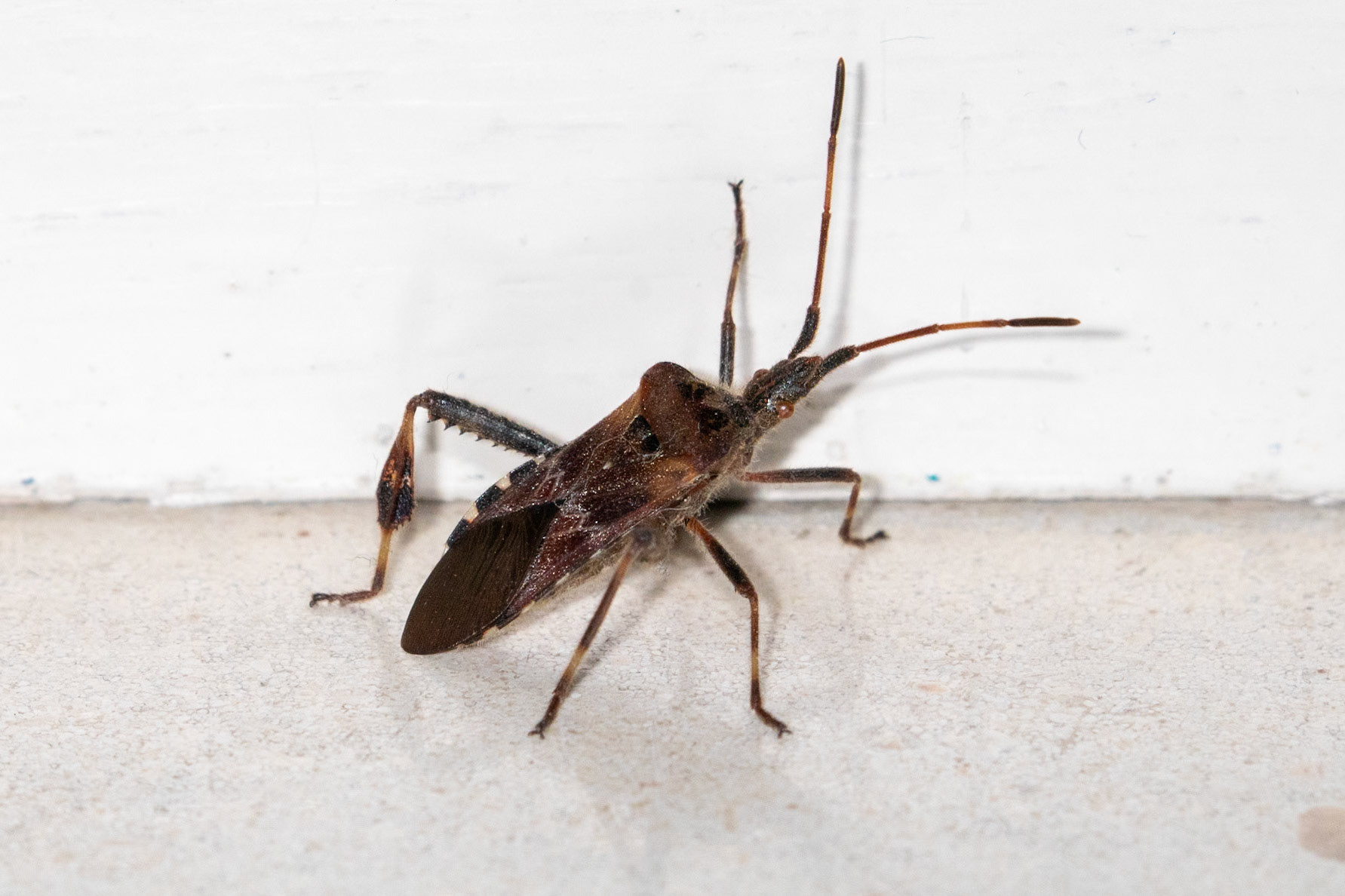 Leptoglossus occidentalis